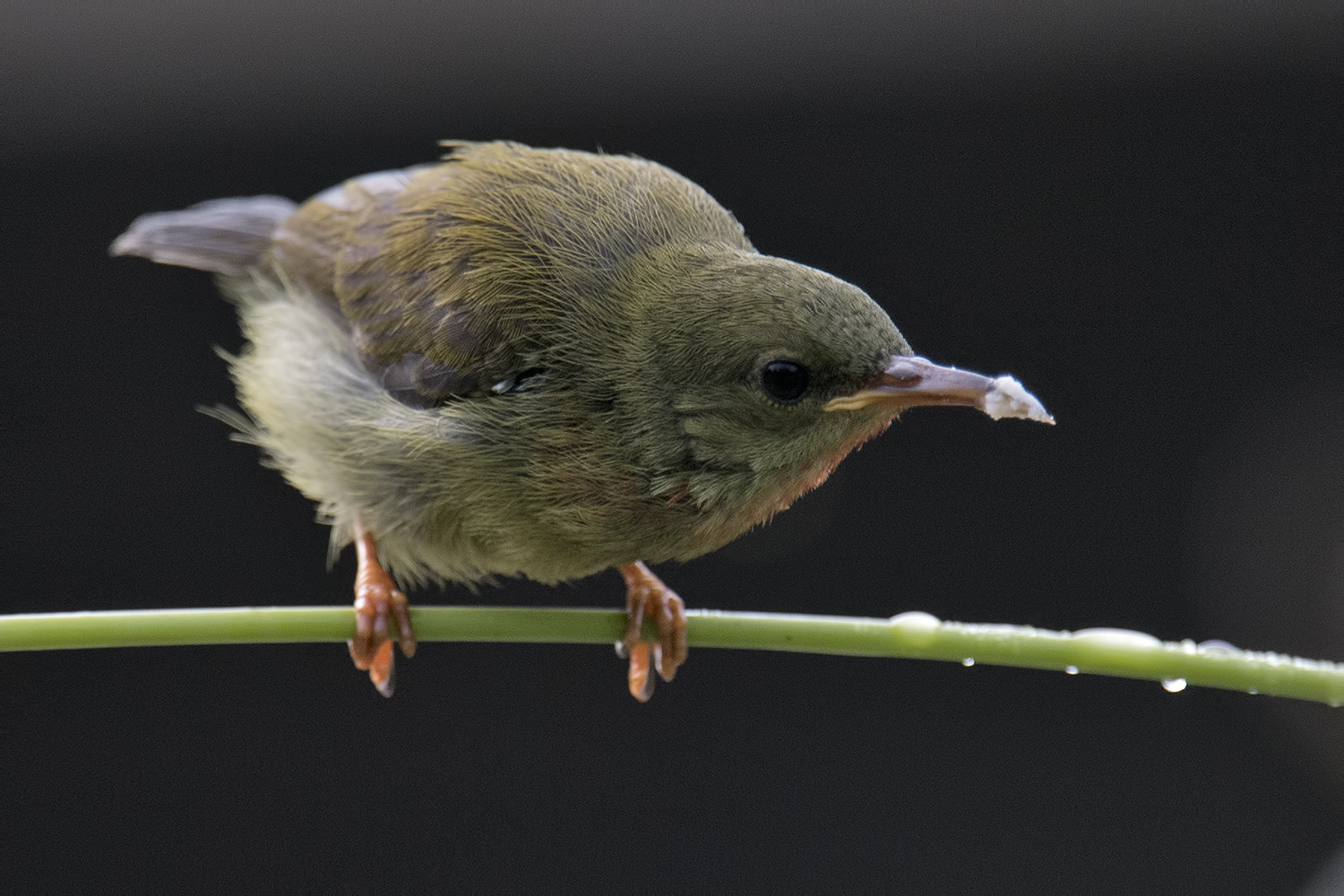 Nikon Nikkor AF-S 300mm F4E PF ED VR sample photo. Female crimson sunbird photography