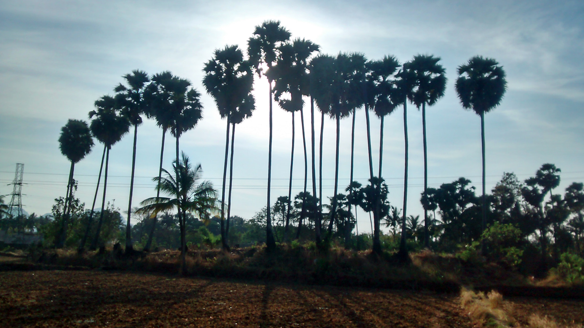 Motorola Moto E (1st Gen) sample photo. Palm trees lineup... photography