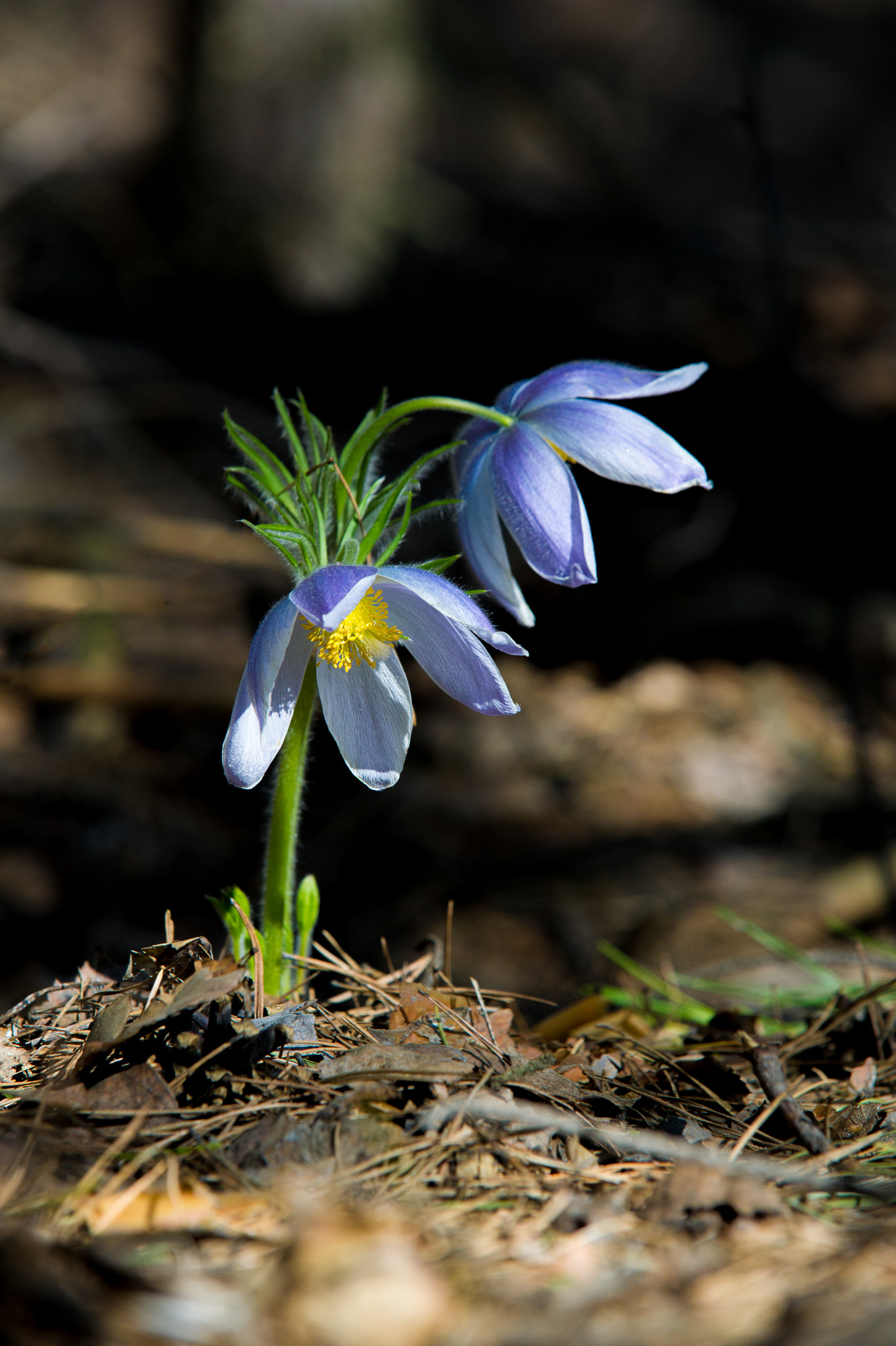 Nikon D3S sample photo. Spring landscape. flowers growing in the wild. spring flower pul photography