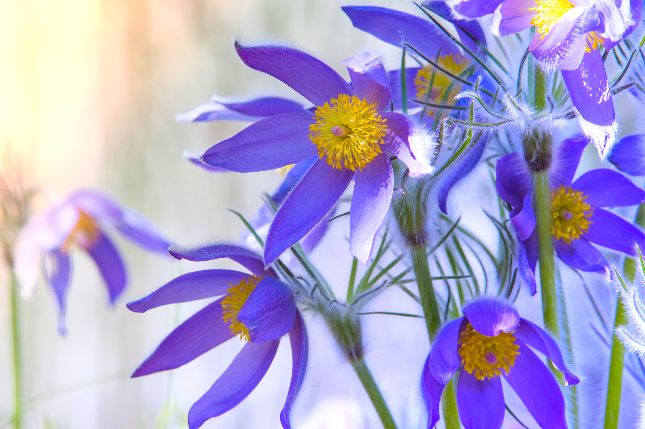 Nikon D3S sample photo. Spring landscape. flowers growing in the wild. spring flower pul photography