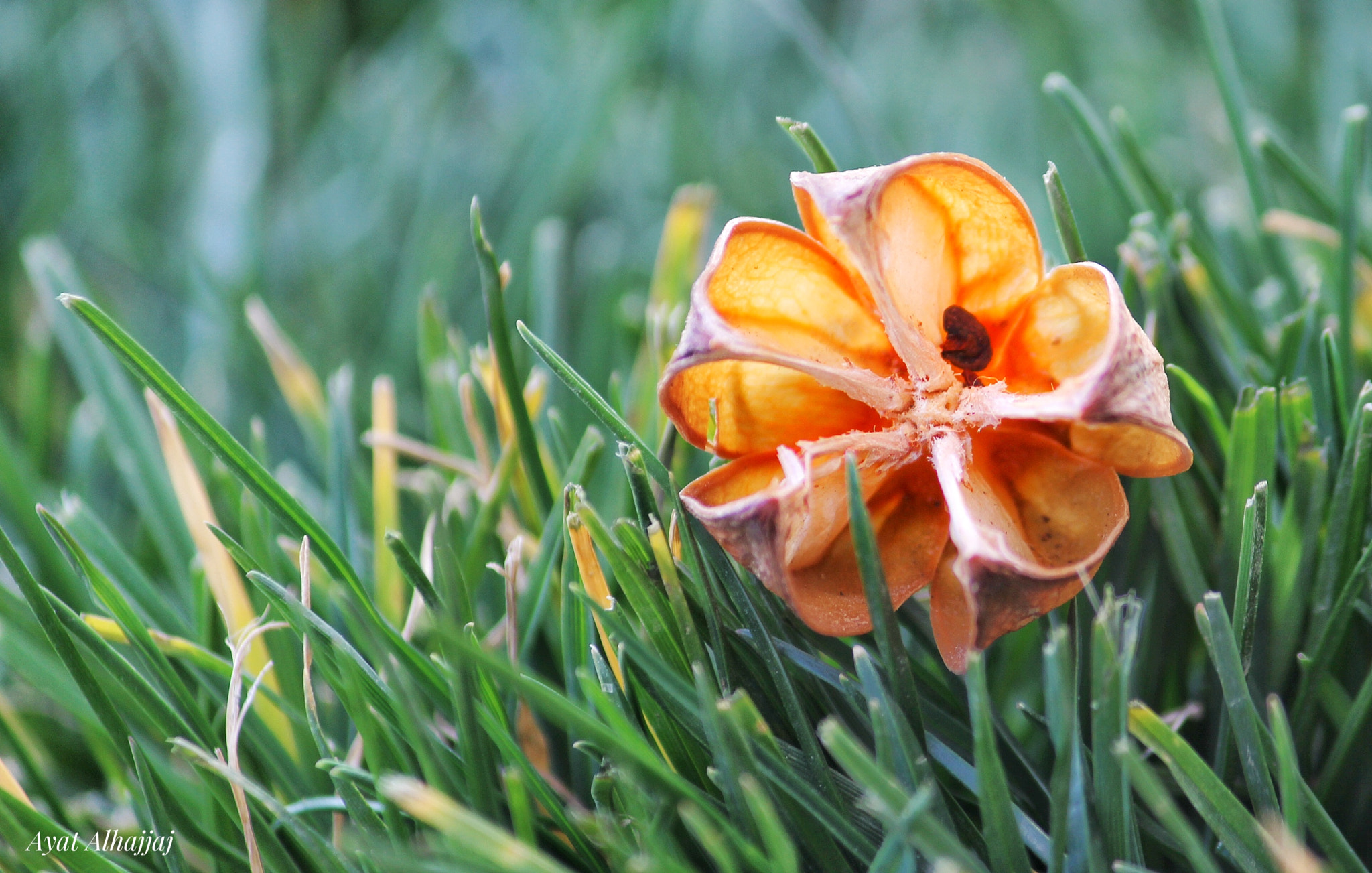 Canon EF-S 55-250mm F4-5.6 IS II sample photo. Nature photography