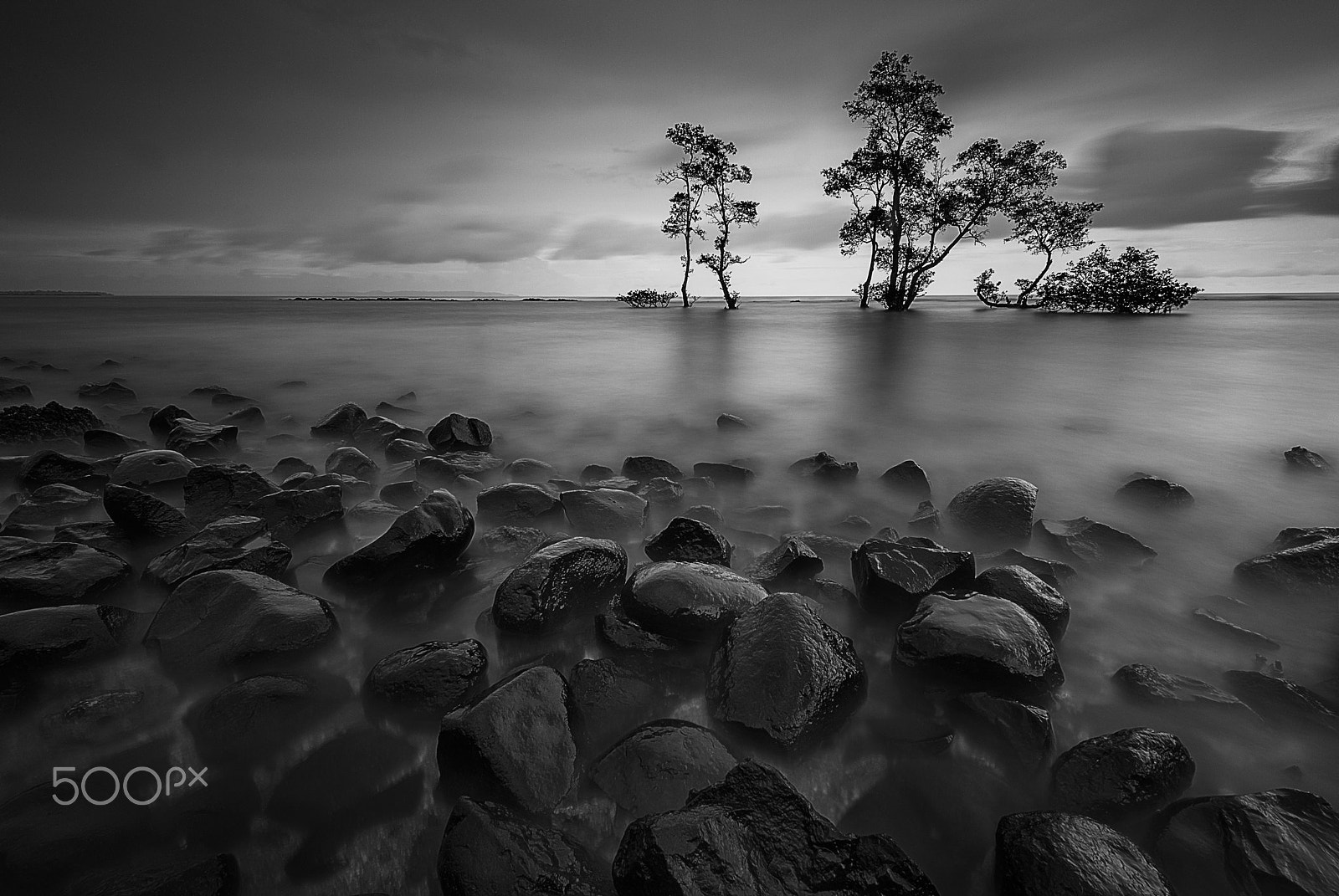 Nikon Df sample photo. Trees photography
