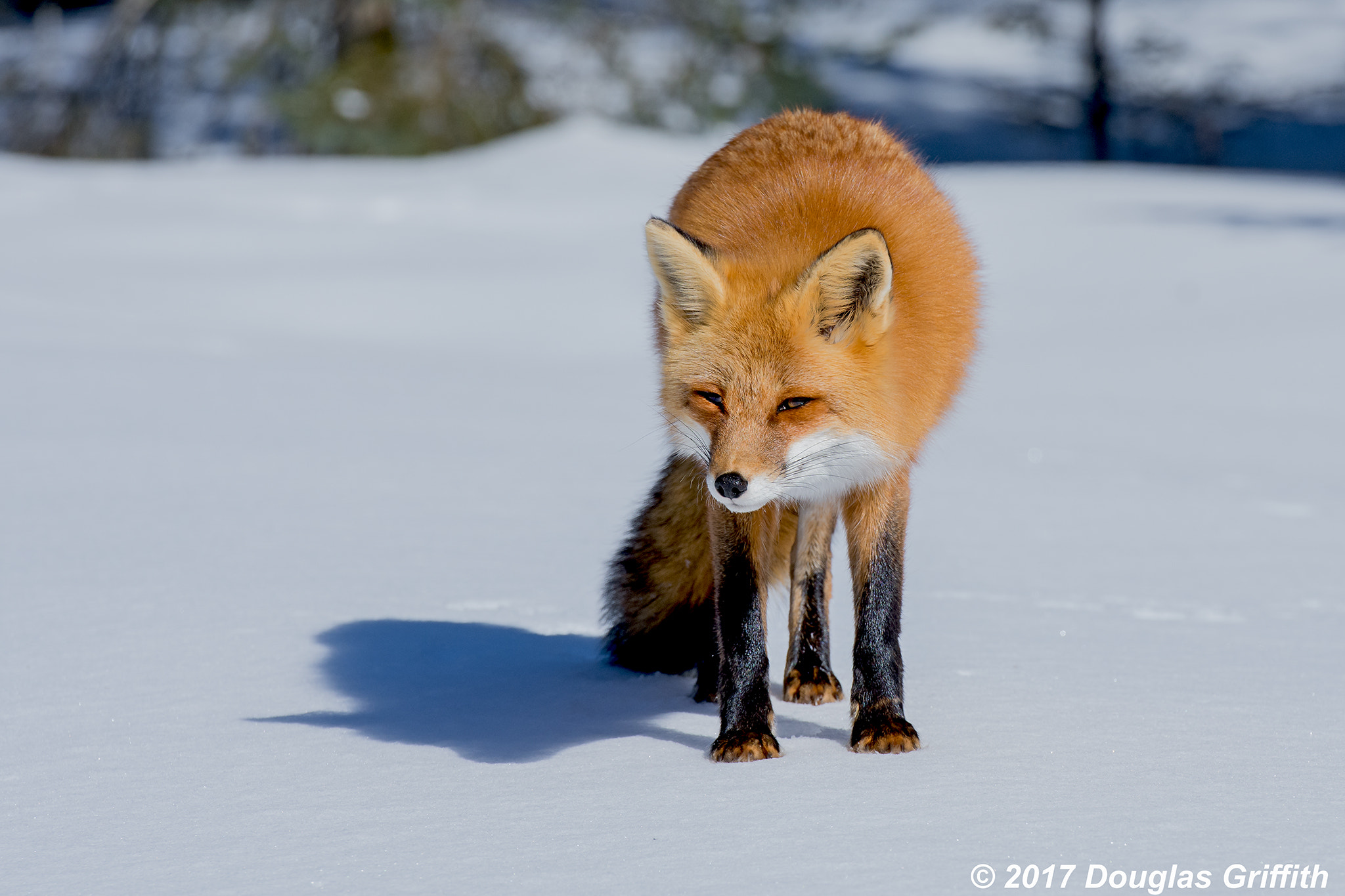 Nikon D7200 + Nikon AF-S Nikkor 70-200mm F2.8G ED VR II sample photo. Close encounter: female red fox (vulpes vulpes) photography