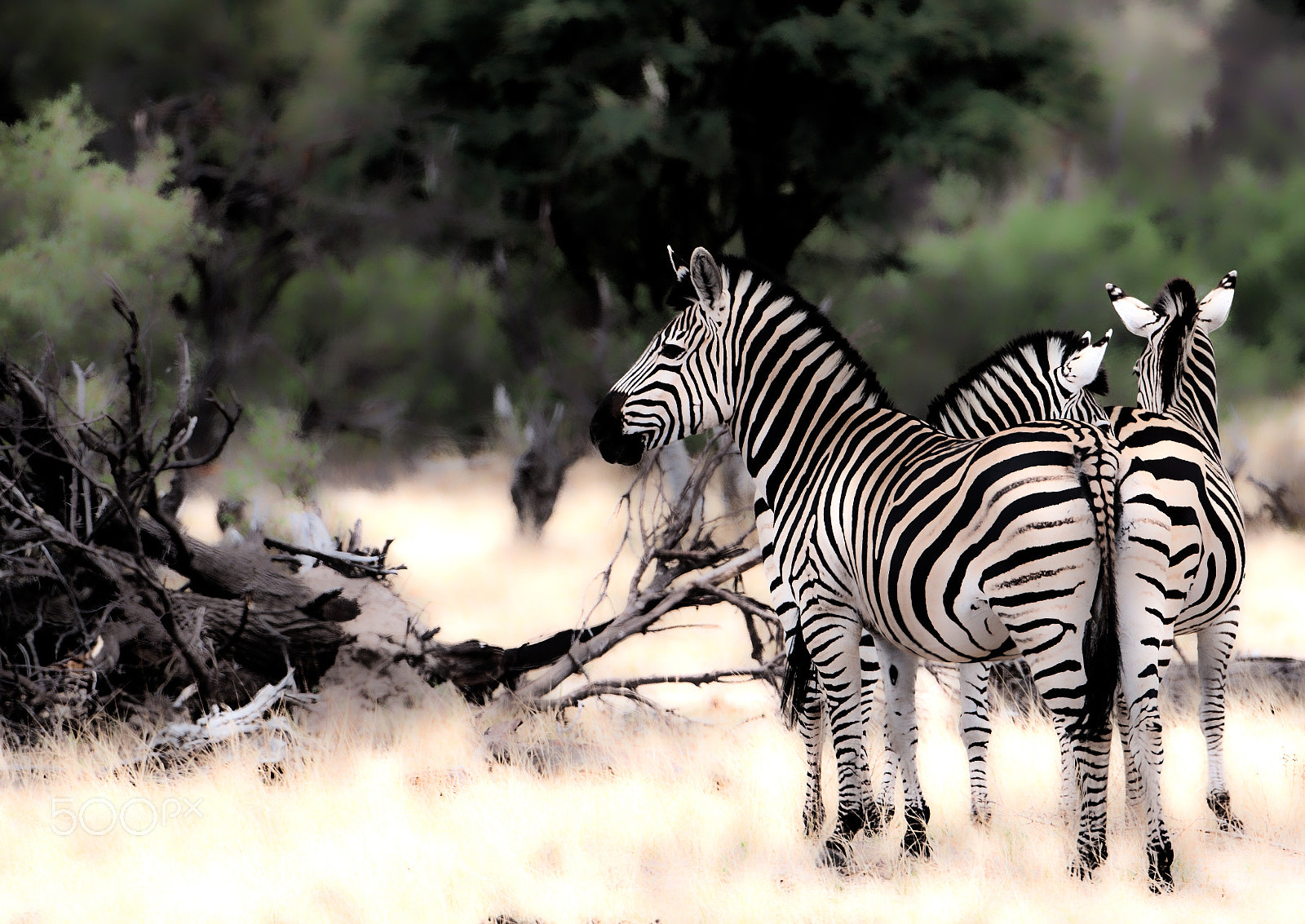 Canon EF 500mm F4L IS USM sample photo. Zebra trio photography