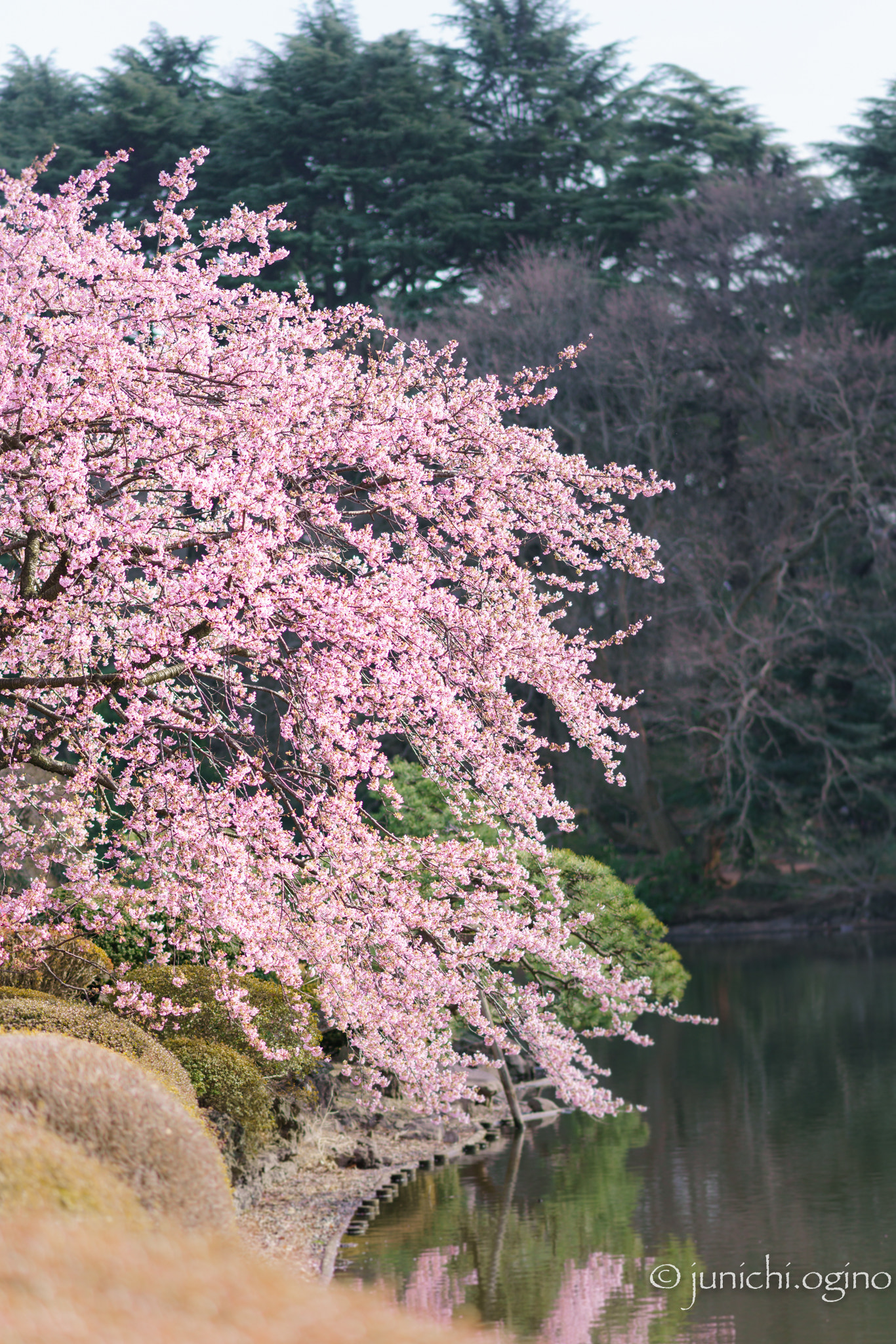 Sony Sonnar T* 135mm F1.8 ZA sample photo. Pring has arrived photography