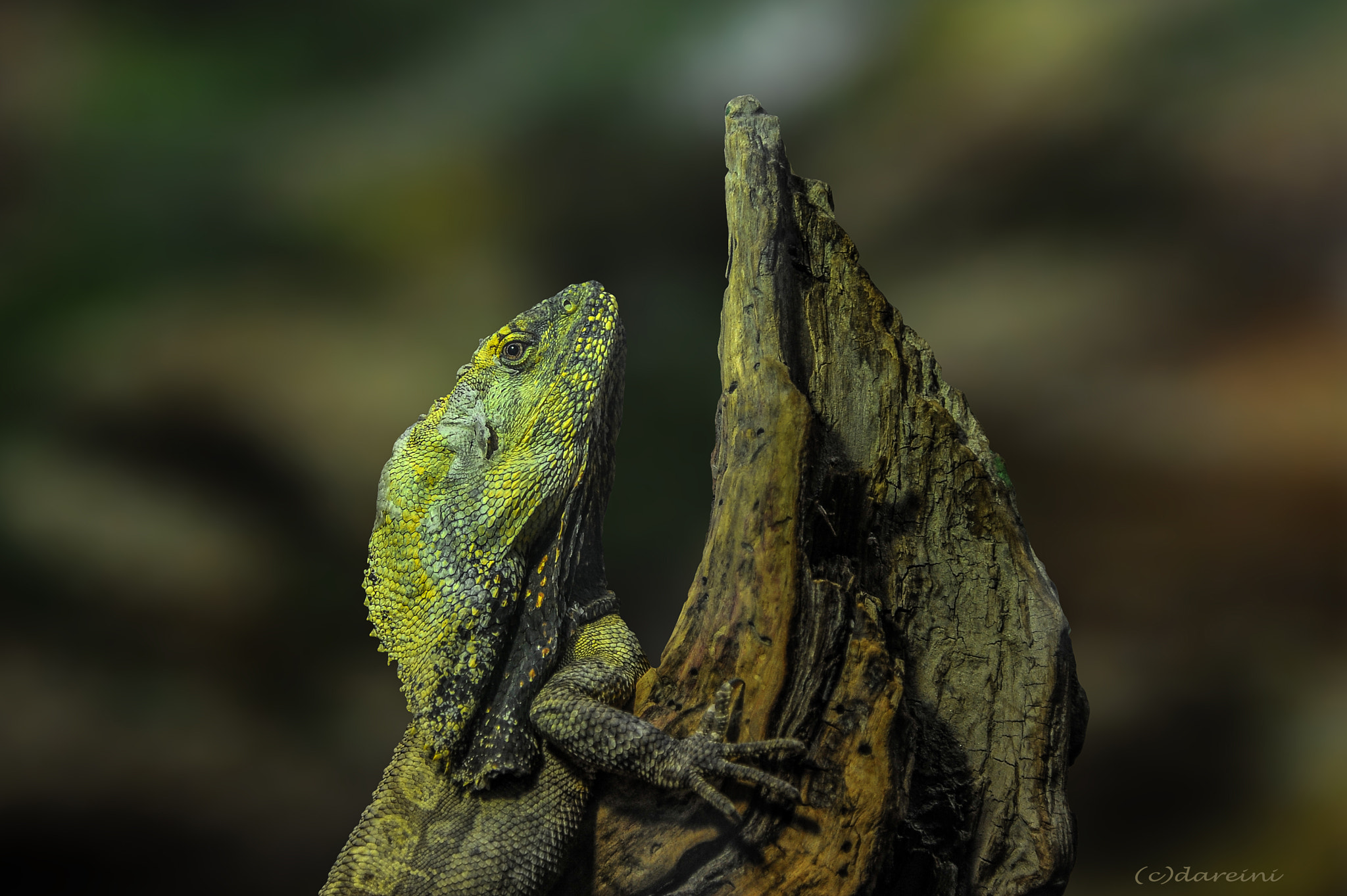 Nikon D3 sample photo. Meister der tarnung photography