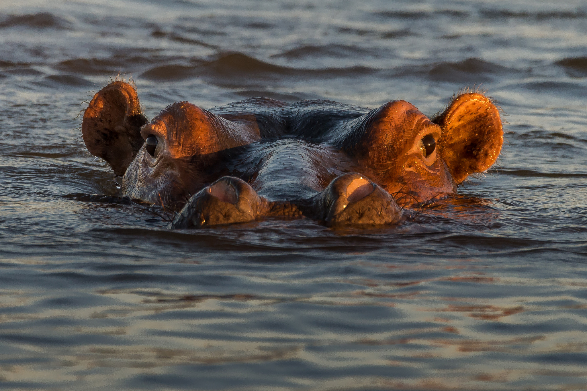 Nikon D610 + Sigma 150-600mm F5-6.3 DG OS HSM | S sample photo. Eyeballing hippo photography