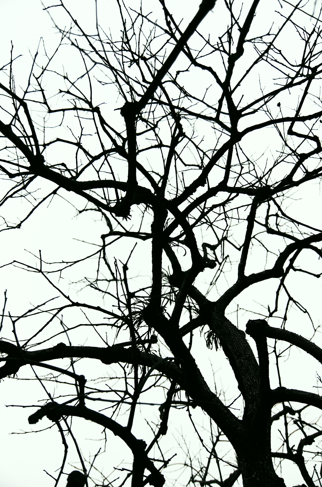 Pentax K-5 sample photo. Like an ink painting photography