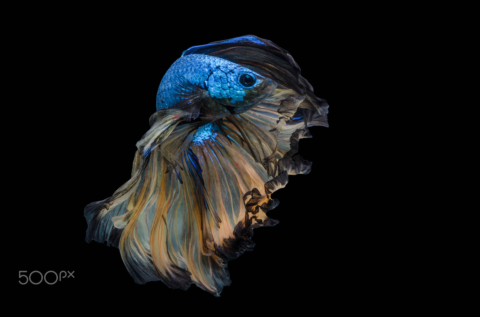 Nikon AF-S Micro-Nikkor 60mm F2.8G ED sample photo. Rhythmic of betta fish, siamese fighting fish,isolated on black photography
