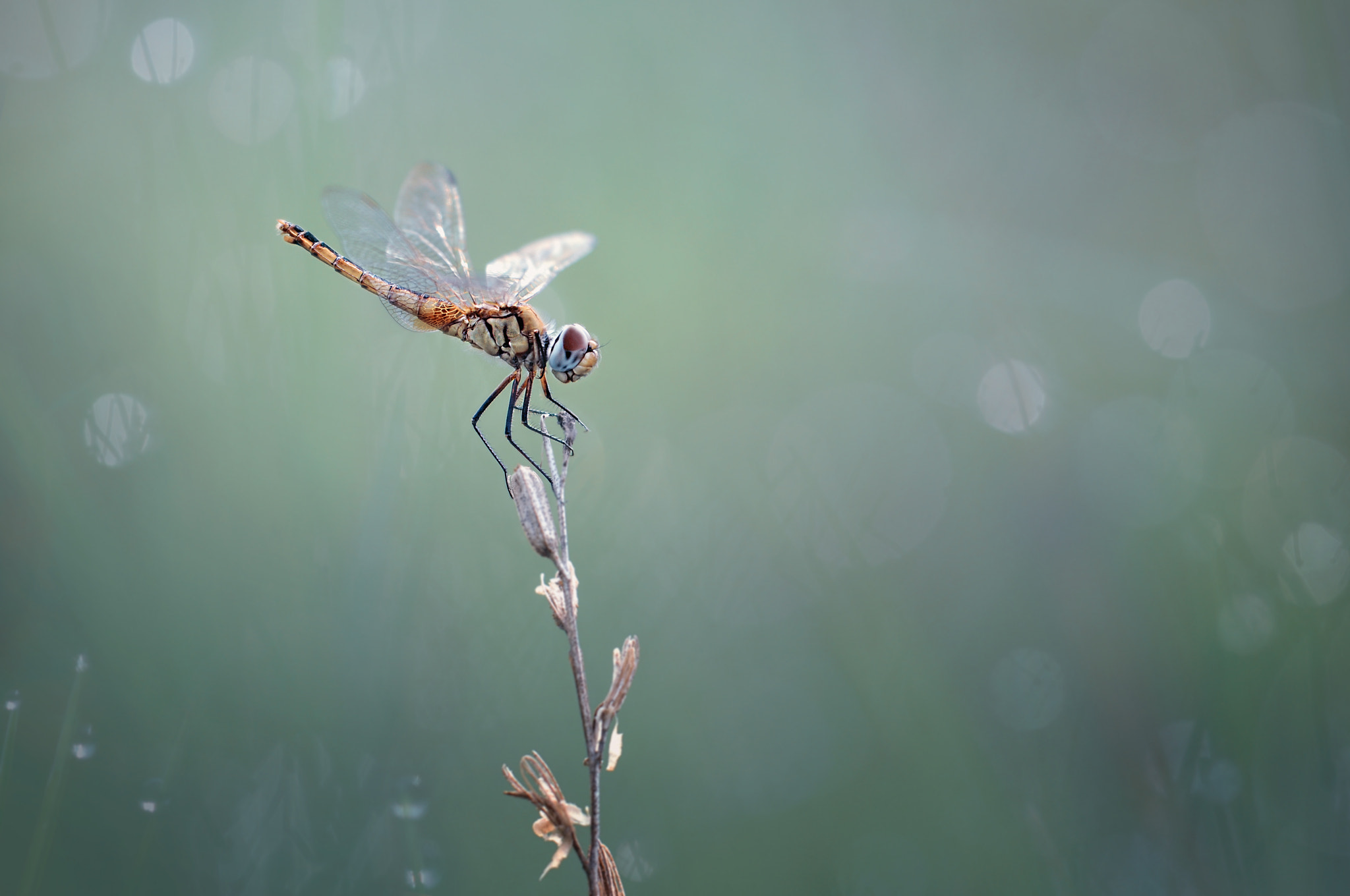 Sigma 150mm F2.8 EX DG Macro HSM sample photo. Dragonfly, capung, kinjeng photography