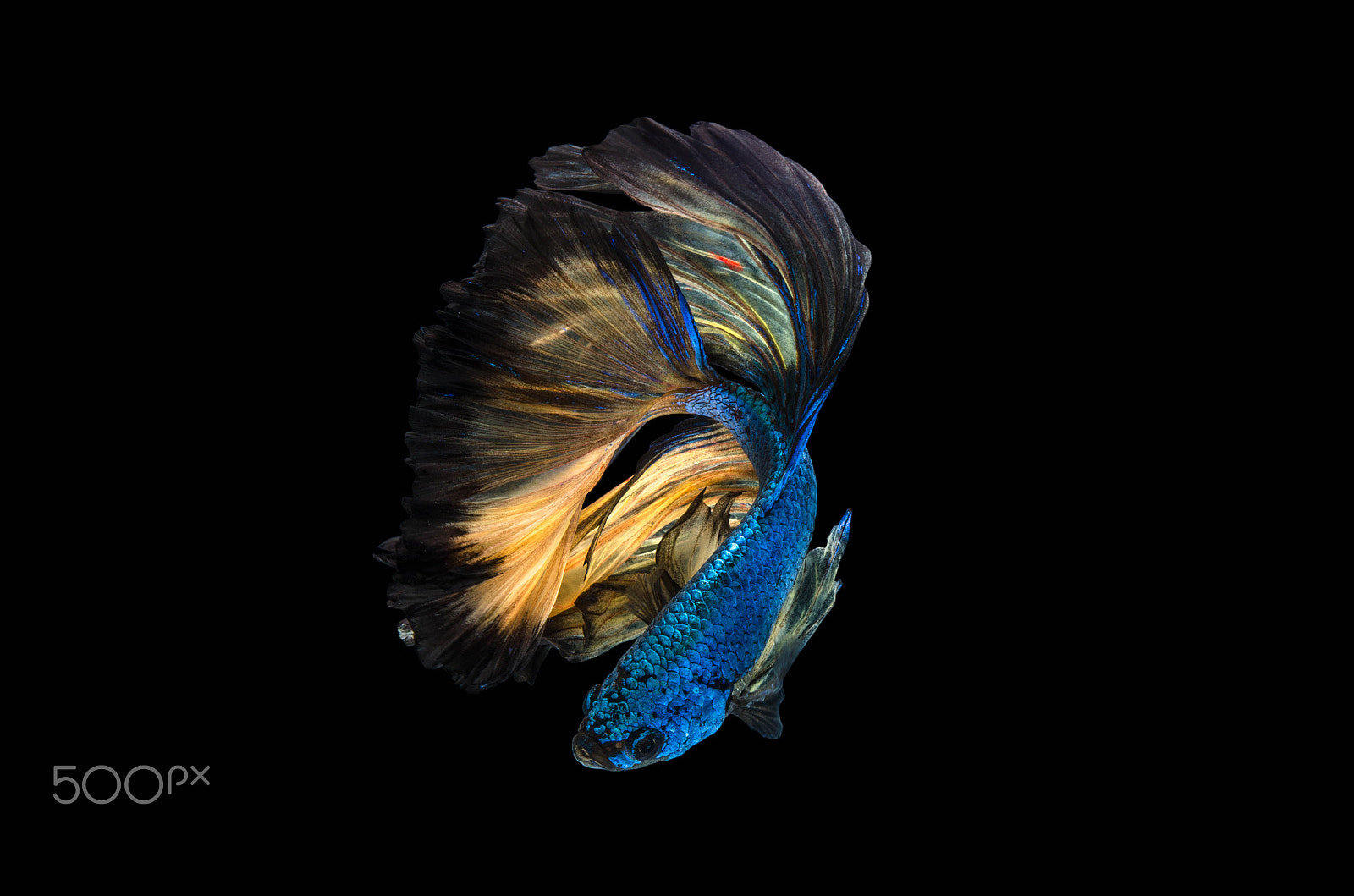 Nikon AF-S Micro-Nikkor 60mm F2.8G ED sample photo. Rhythmic of betta fish, siamese fighting fish,isolated on black photography