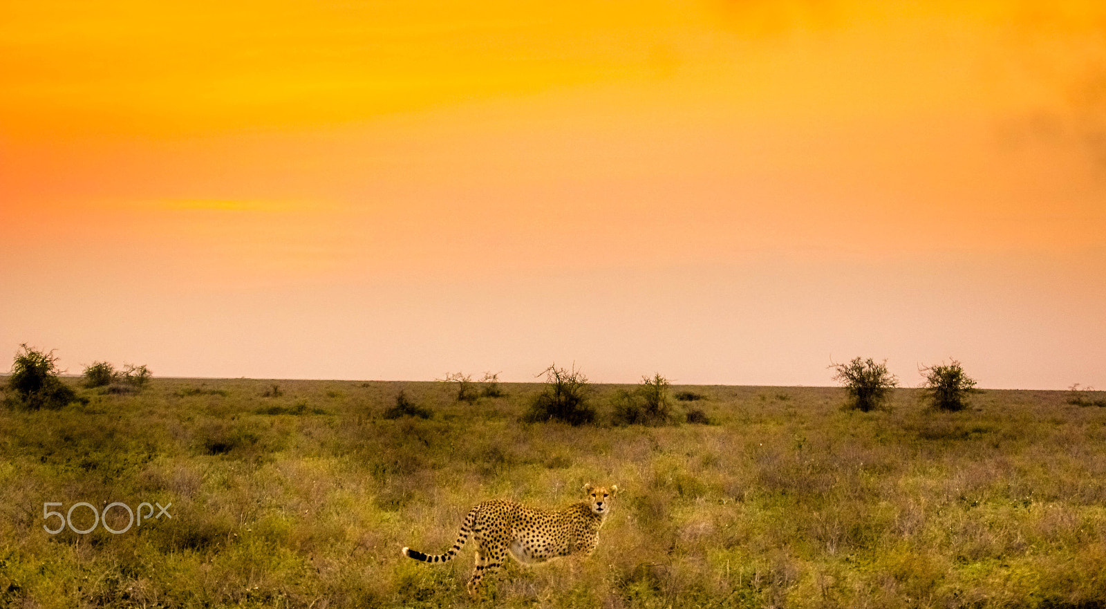 Canon EOS 550D (EOS Rebel T2i / EOS Kiss X4) + Canon EF 100-400mm F4.5-5.6L IS USM sample photo. Cheetah & the sunset! photography