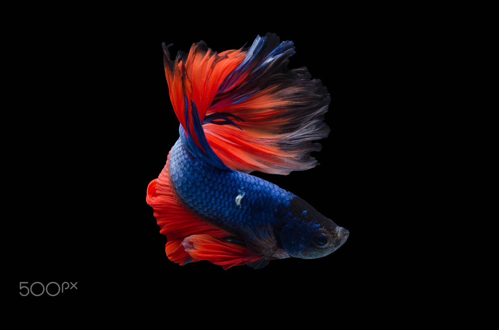 Nikon AF-S Micro-Nikkor 60mm F2.8G ED sample photo. Rhythmic of betta fish, siamese fighting fish,isolated on black photography
