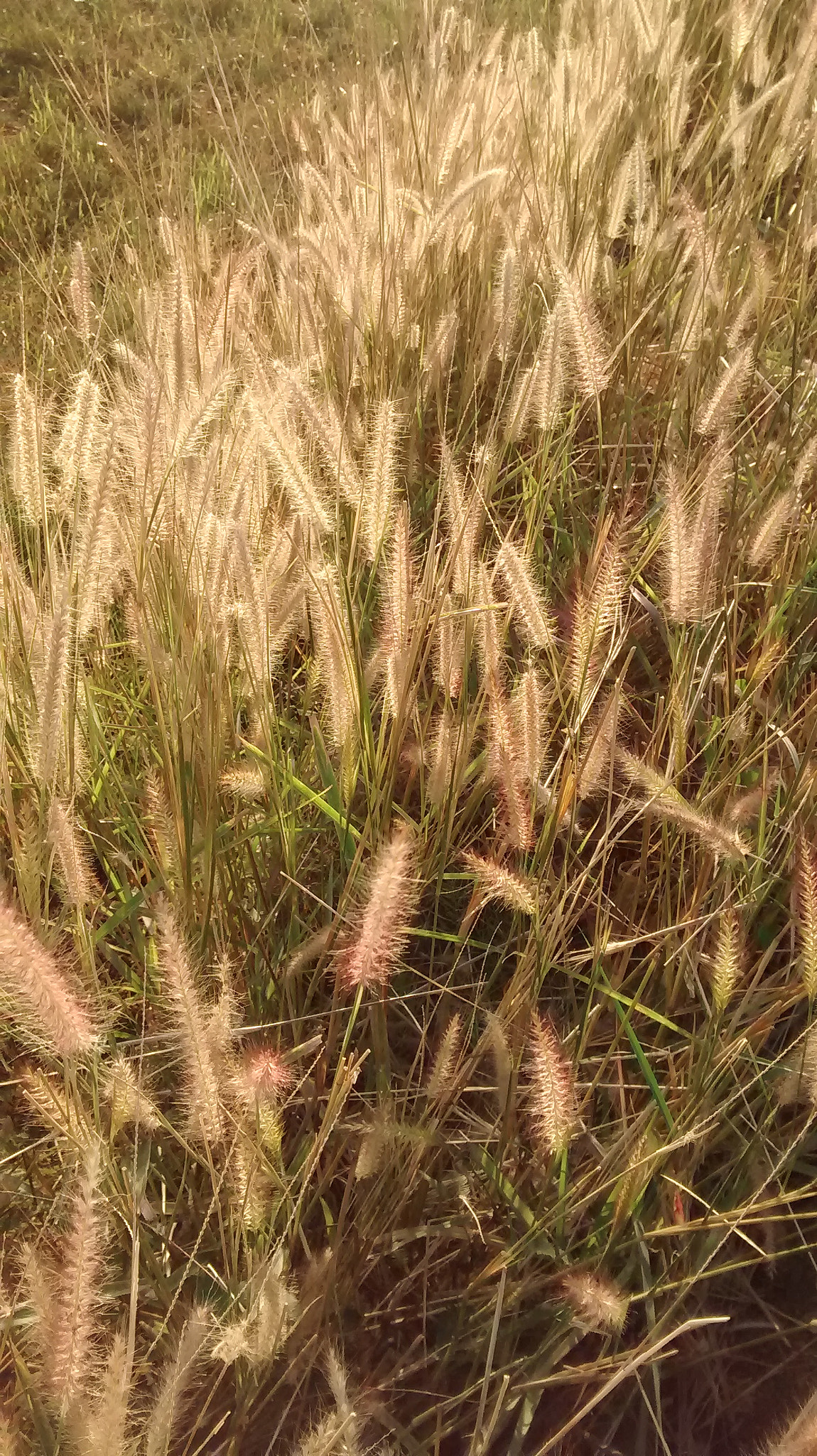 Motorola Moto E (1st Gen) sample photo. Glittering grass... photography