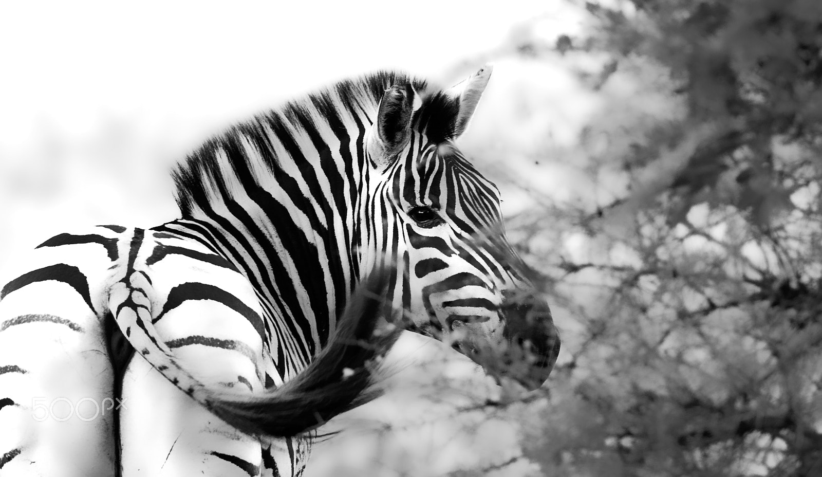 Canon EOS 30D + Canon EF 500mm F4L IS USM sample photo. Zebra bum photography