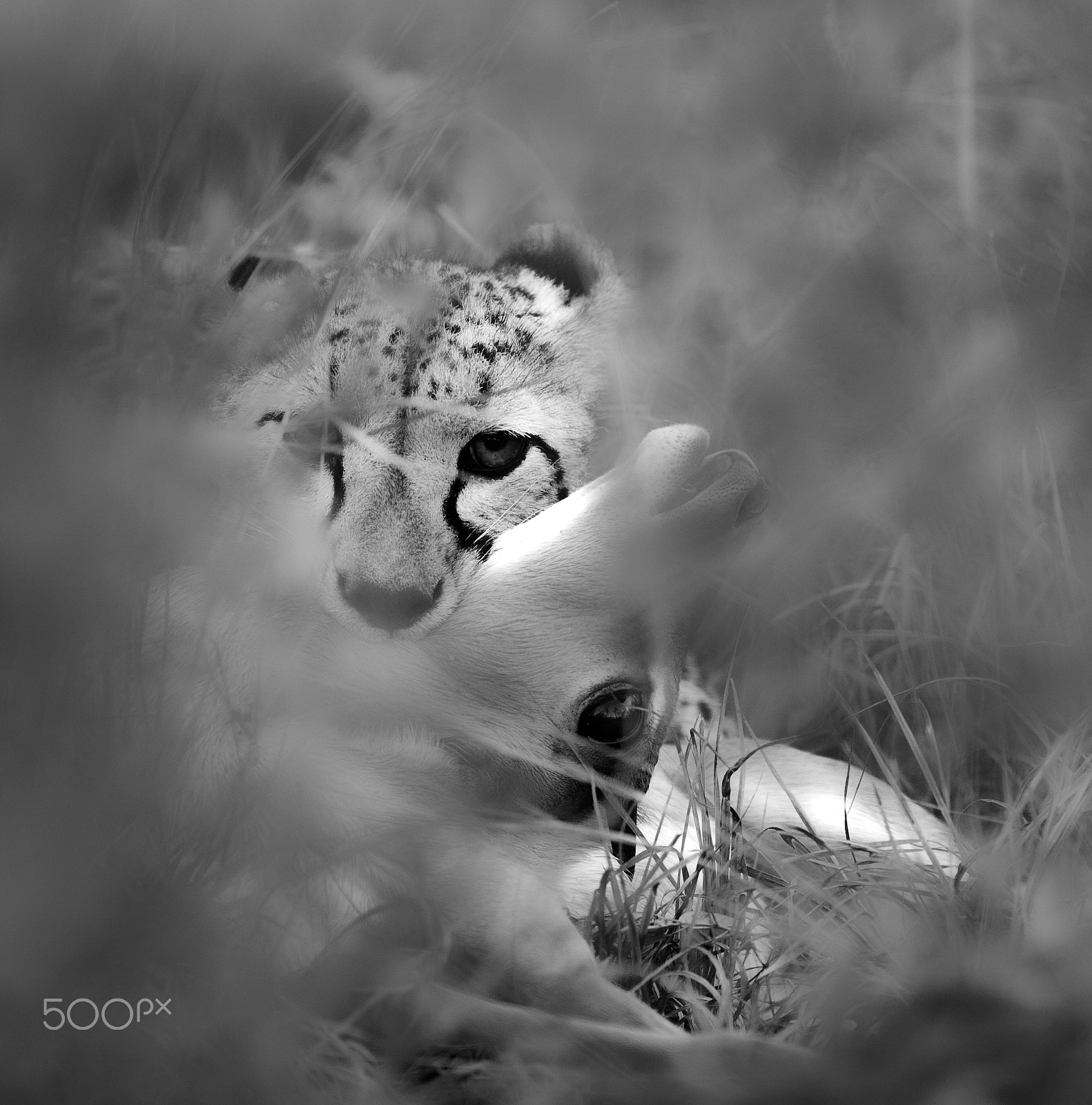 Canon EF 300mm F2.8L IS USM sample photo. Death in the long grass photography