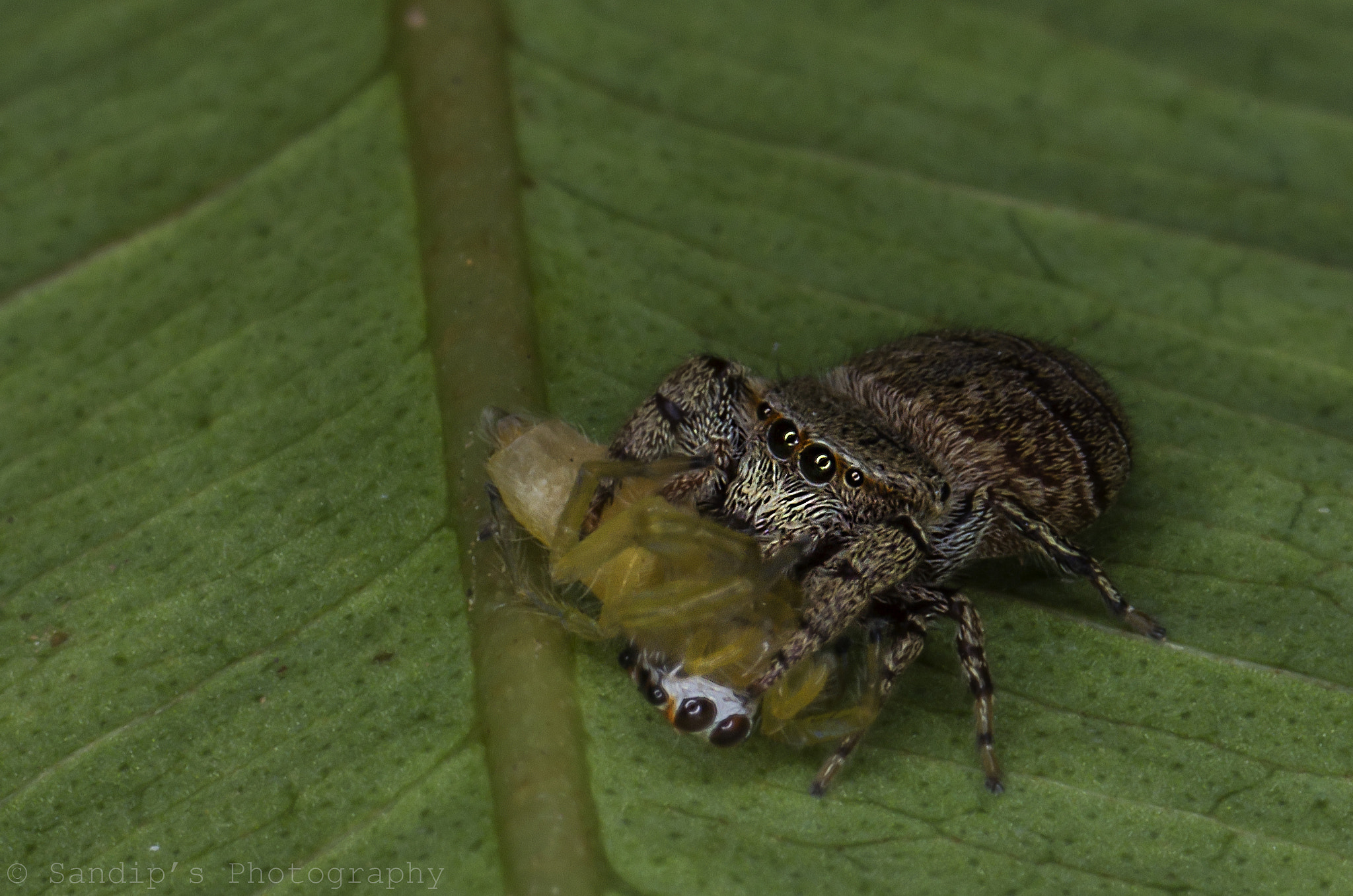 Canon EOS 600D (Rebel EOS T3i / EOS Kiss X5) + Tamron SP AF 90mm F2.8 Di Macro sample photo. Cannibalism...... photography