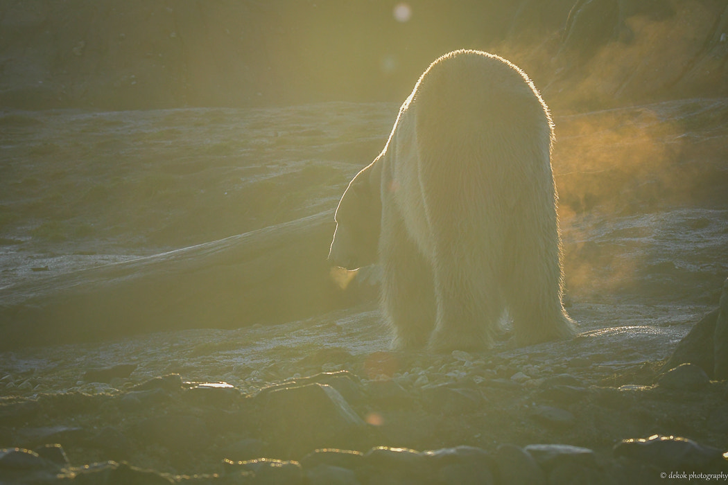 Nikon D500 sample photo. The international day of the polar bear photography