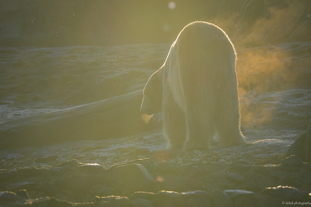 Sigma 150-600mm F5-6.3 DG OS HSM | C sample photo. The international day of the polar bear photography