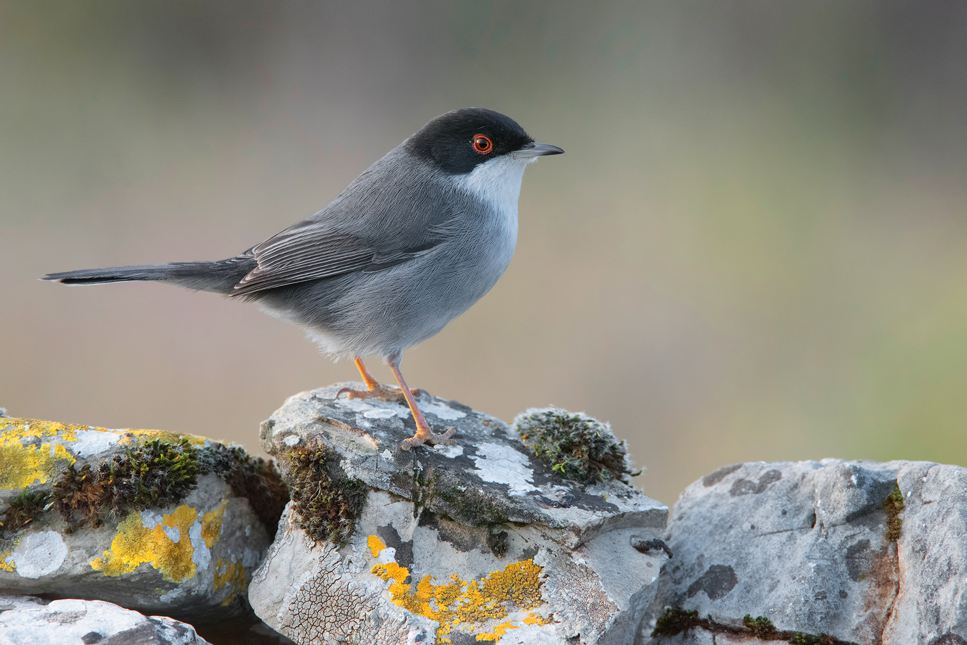 Nikon D810 sample photo. Sardinian warbler- occhiocotto photography