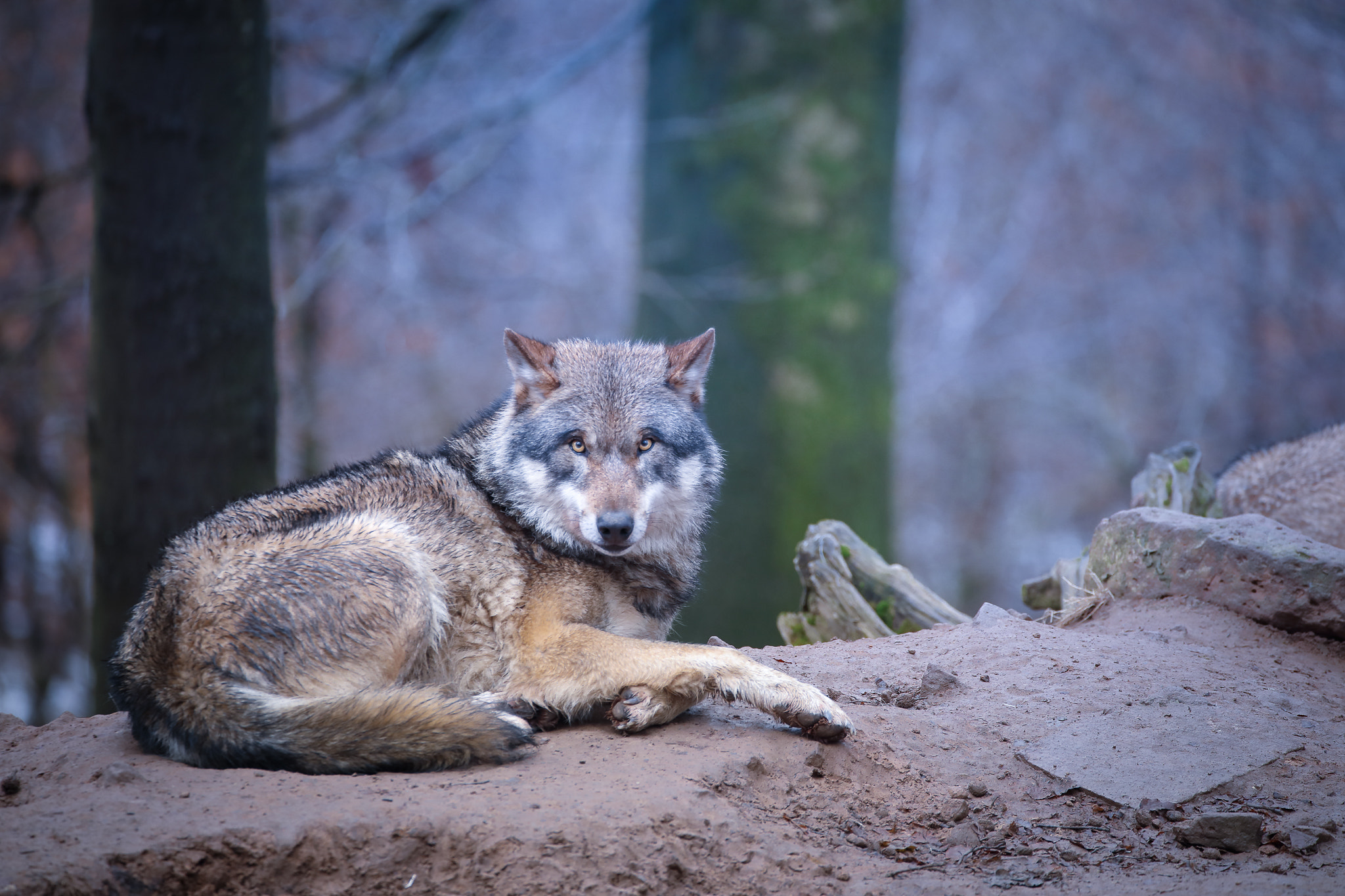 150-600mm F5-6.3 DG OS HSM | Contemporary 015 sample photo. -eye contact- photography