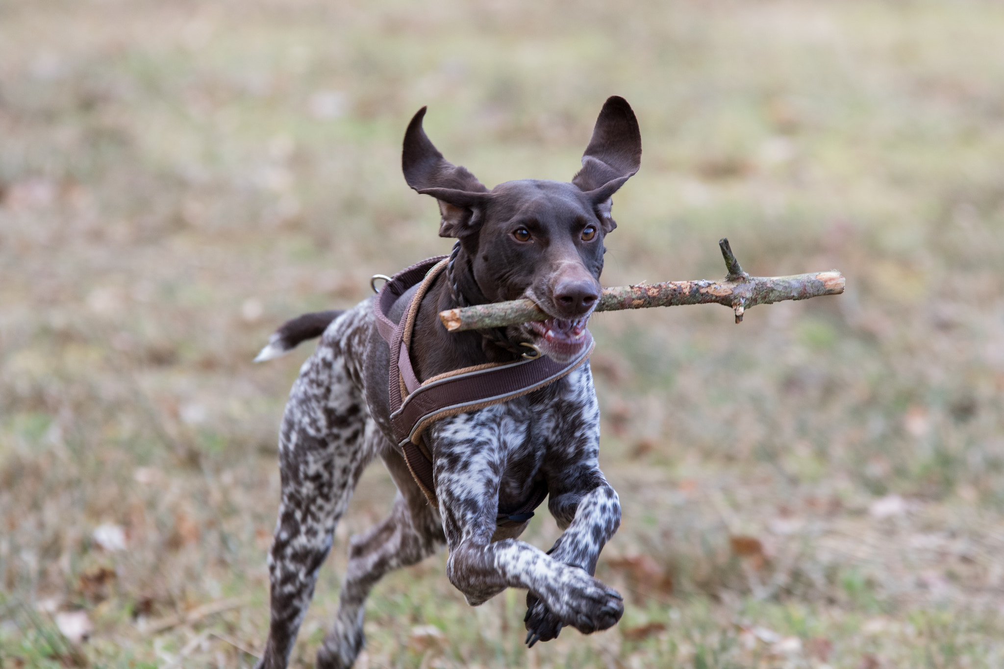 Sigma 70-200mm F2.8 EX DG OS HSM sample photo. Dog with stick photography
