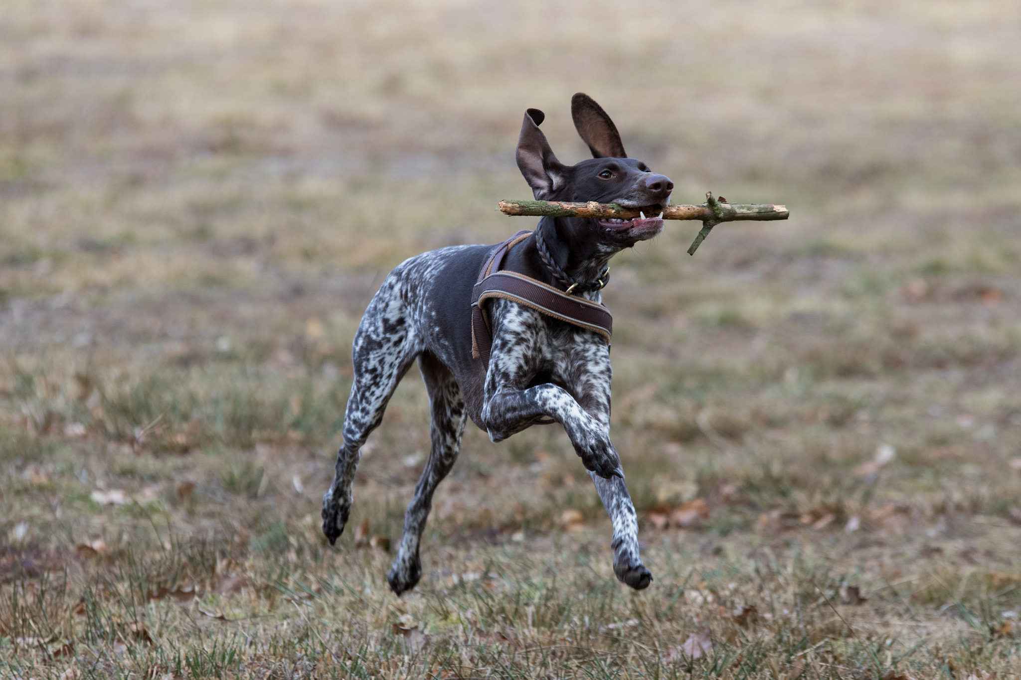 Canon EOS 7D Mark II + Sigma 70-200mm F2.8 EX DG OS HSM sample photo. Dog with stick photography