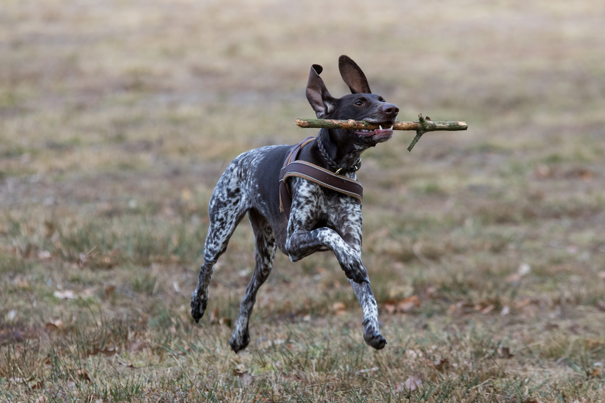 Sigma 70-200mm F2.8 EX DG OS HSM sample photo. Dog with stick photography