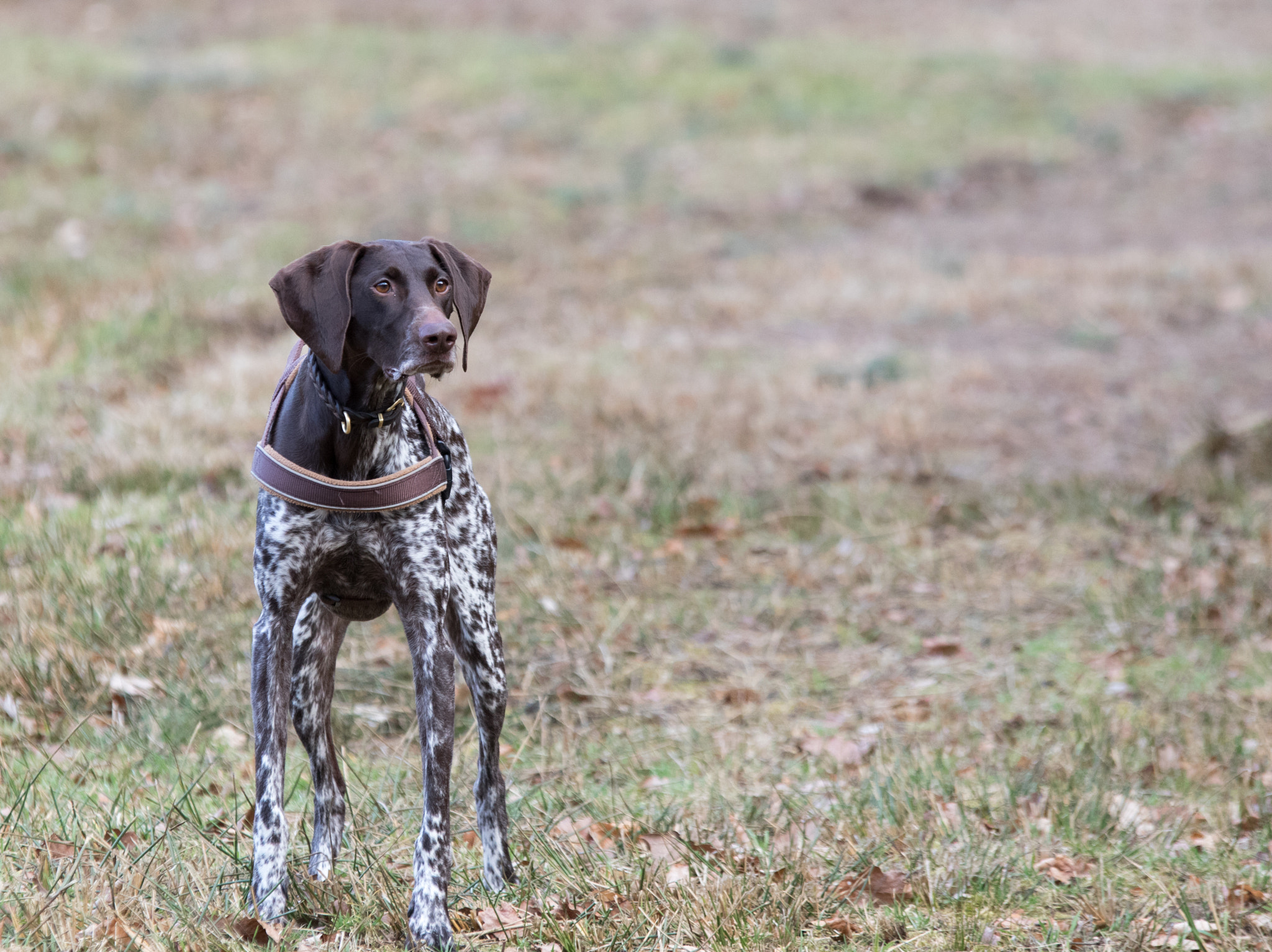 Sigma 70-200mm F2.8 EX DG OS HSM sample photo. Dog photography