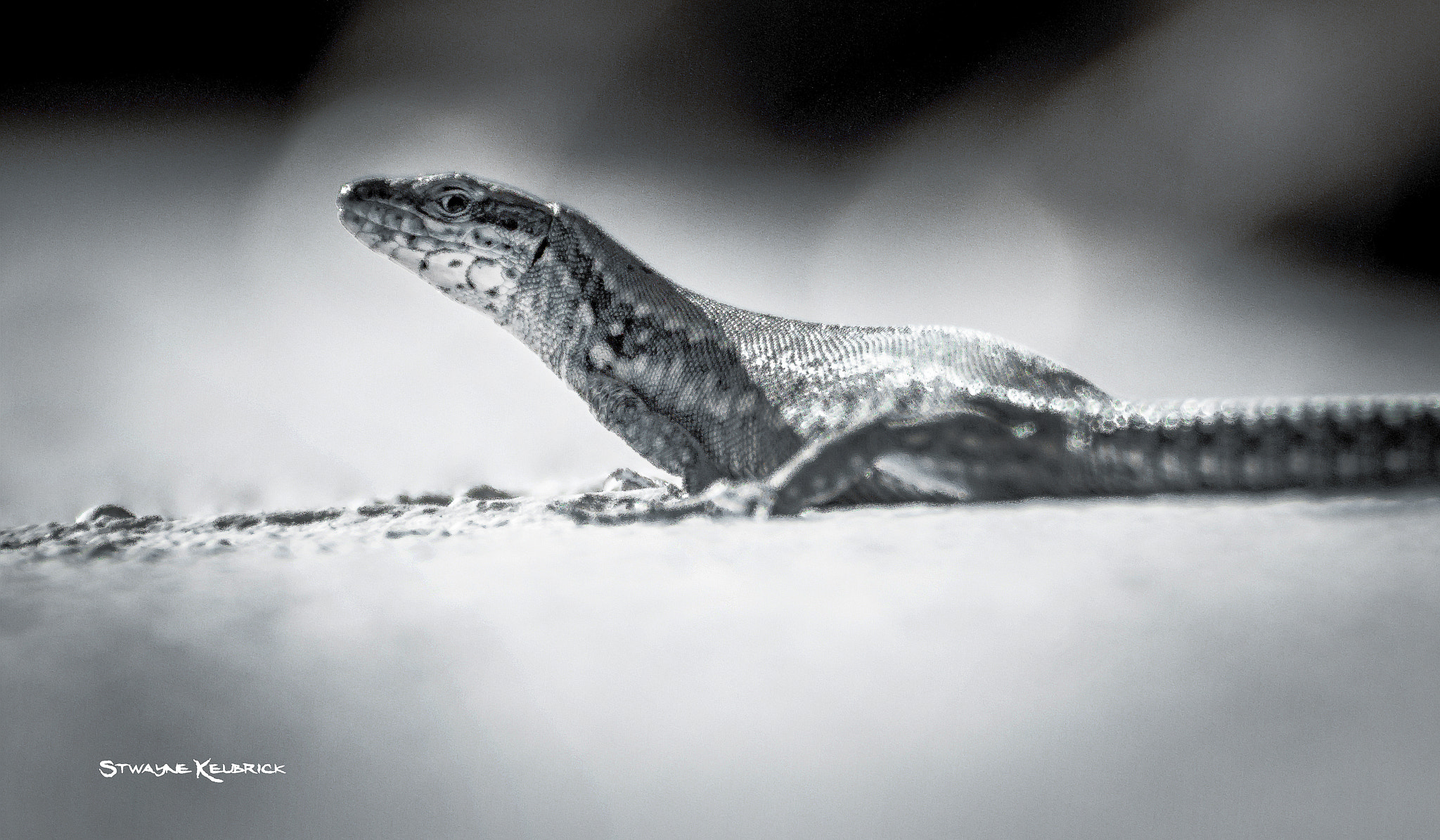 Canon EOS 7D sample photo. The iron lizard iii by ©sk photography