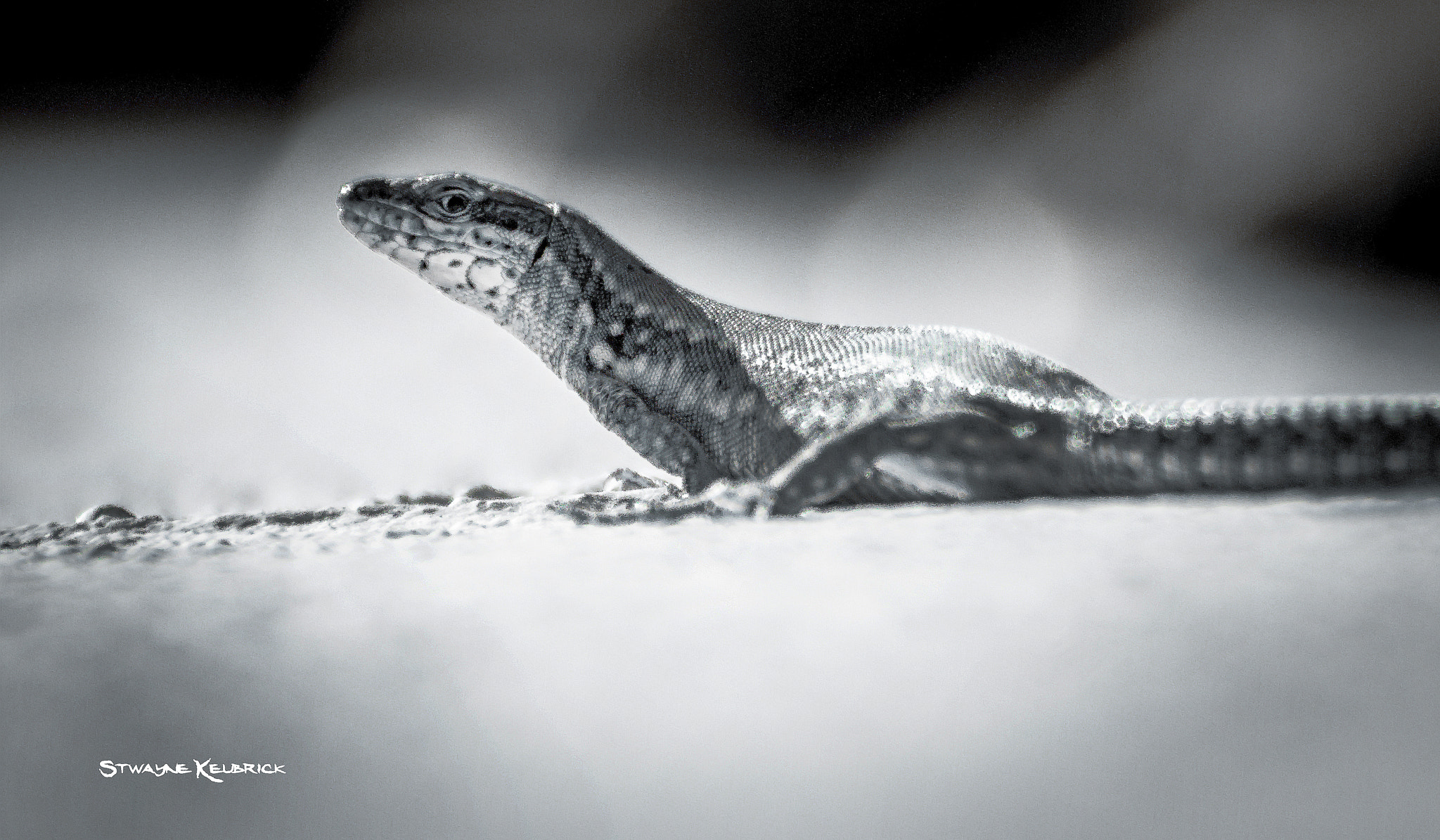Canon EOS 7D + EF75-300mm f/4-5.6 sample photo. The iron lizard iii by ©sk photography
