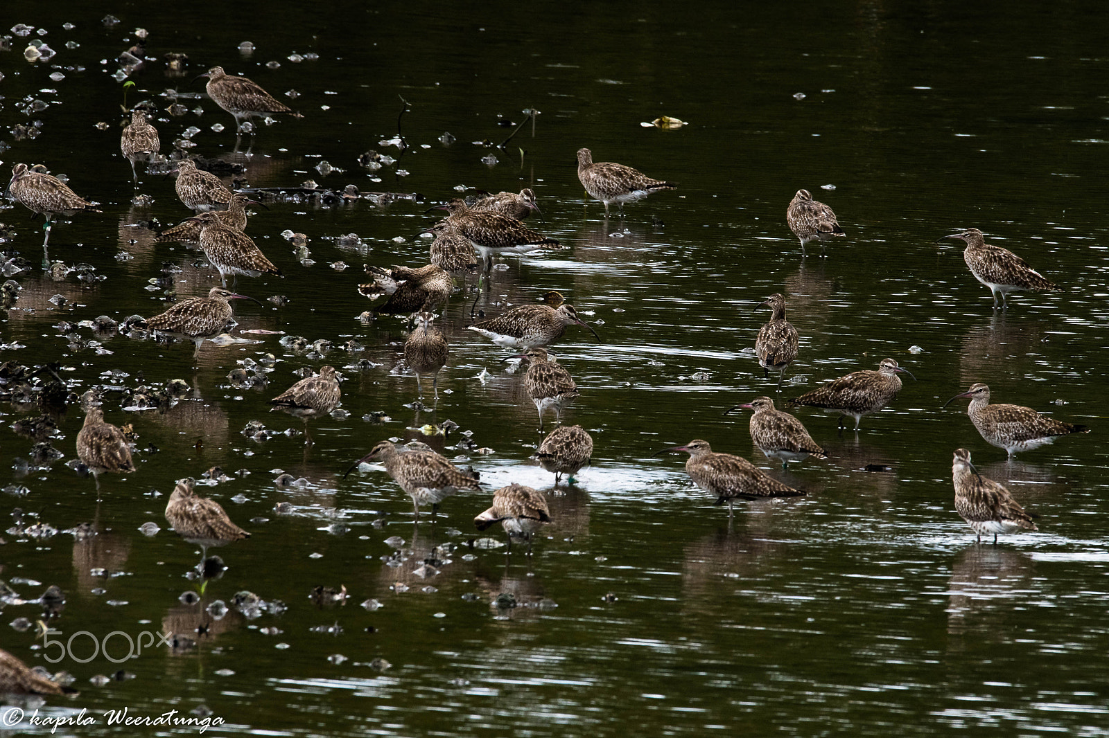 Sigma 150-600mm F5-6.3 DG OS HSM | S sample photo
