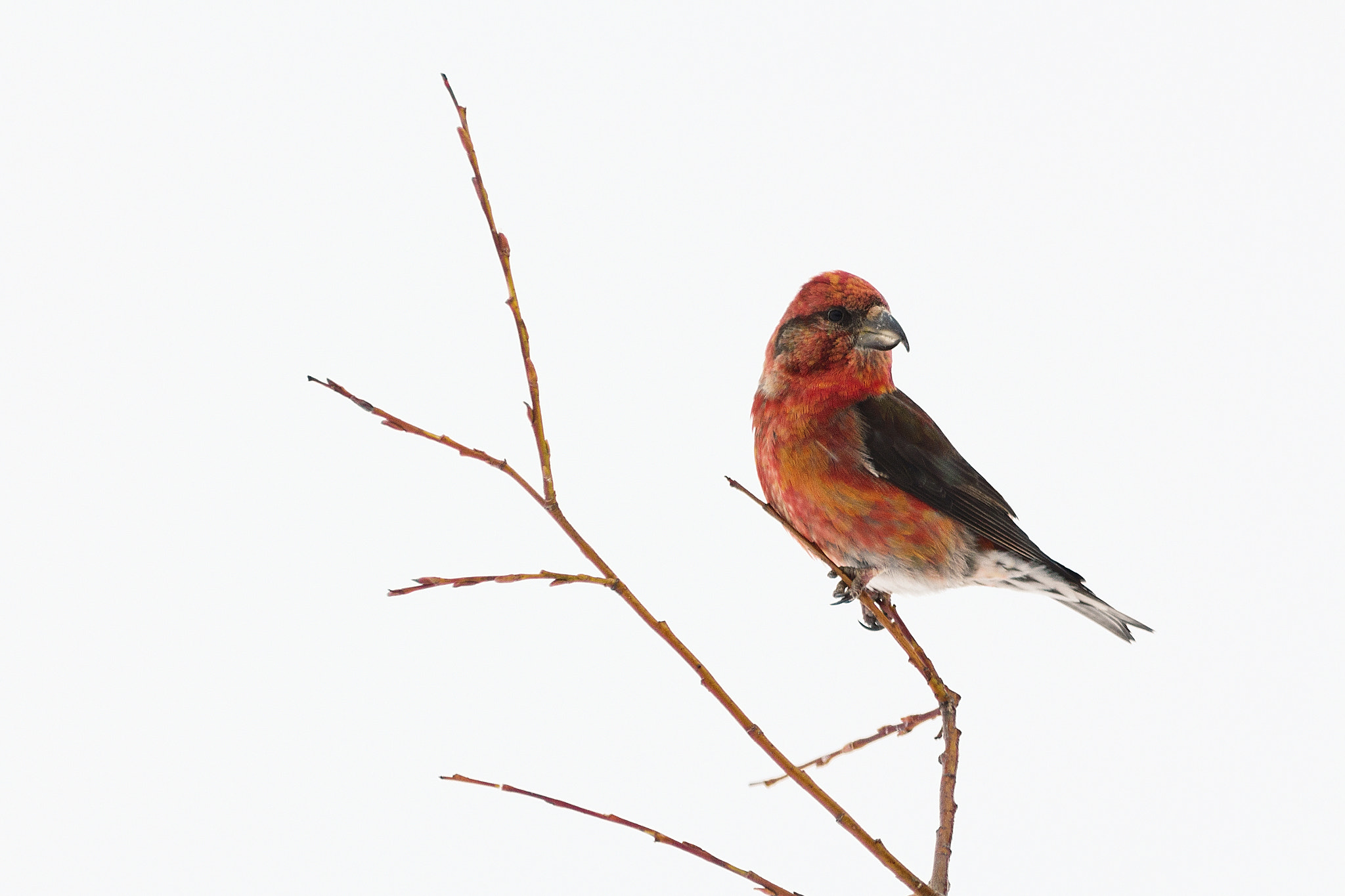 Canon EOS 650D (EOS Rebel T4i / EOS Kiss X6i) sample photo. Angry bird photography