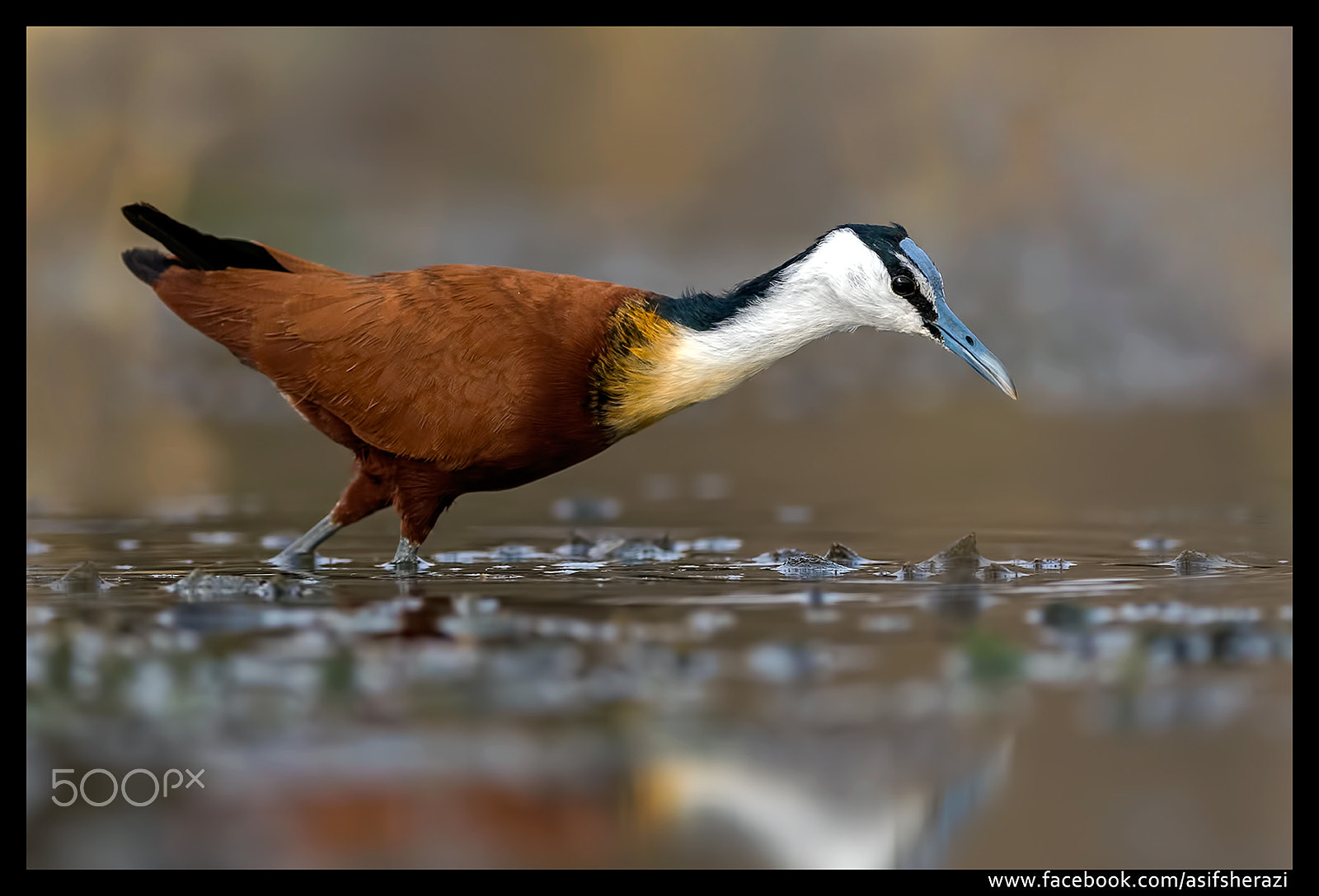 Nikon AF-S Nikkor 600mm F4E FL ED VR sample photo. Beauty of the nature photography