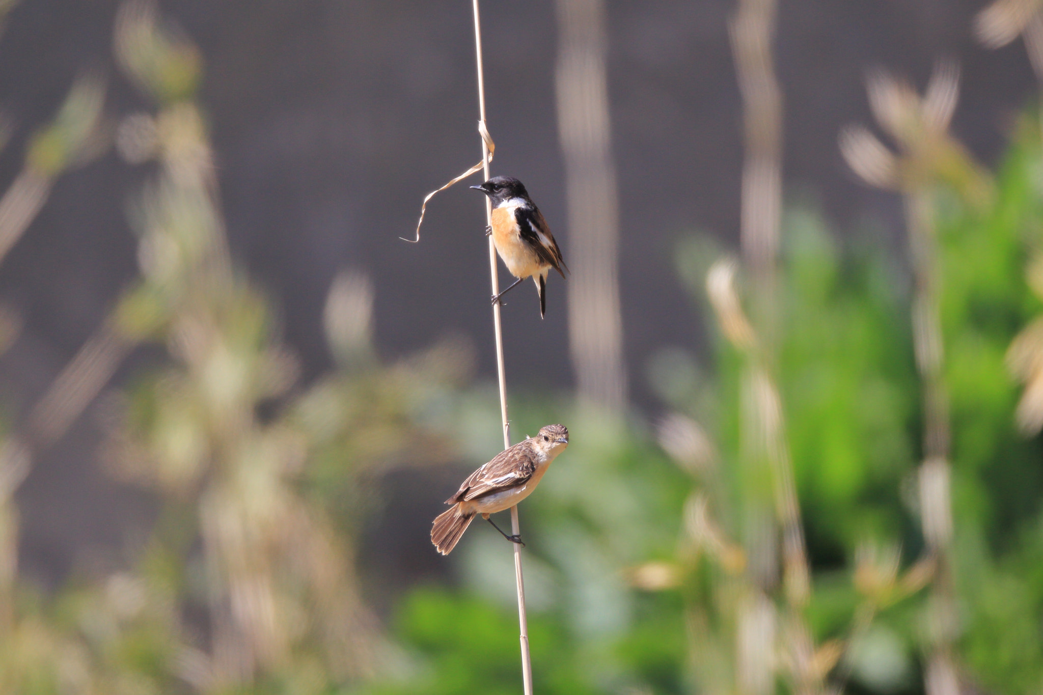 Canon EOS-1D Mark IV + Canon EF 800mm F5.6L IS USM sample photo. ノビタキ african stonechat photography