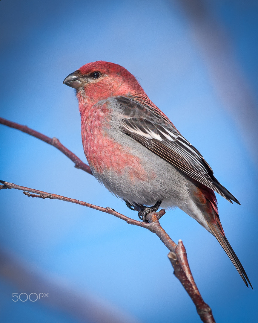 Canon EF 500mm F4L IS USM sample photo. Pine grosbeak photography