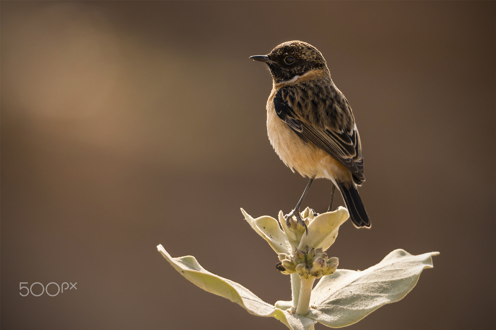 Nikon D500 + Nikon AF-S Nikkor 600mm F4G ED VR sample photo. Wonders of nature: asian stonechat photography