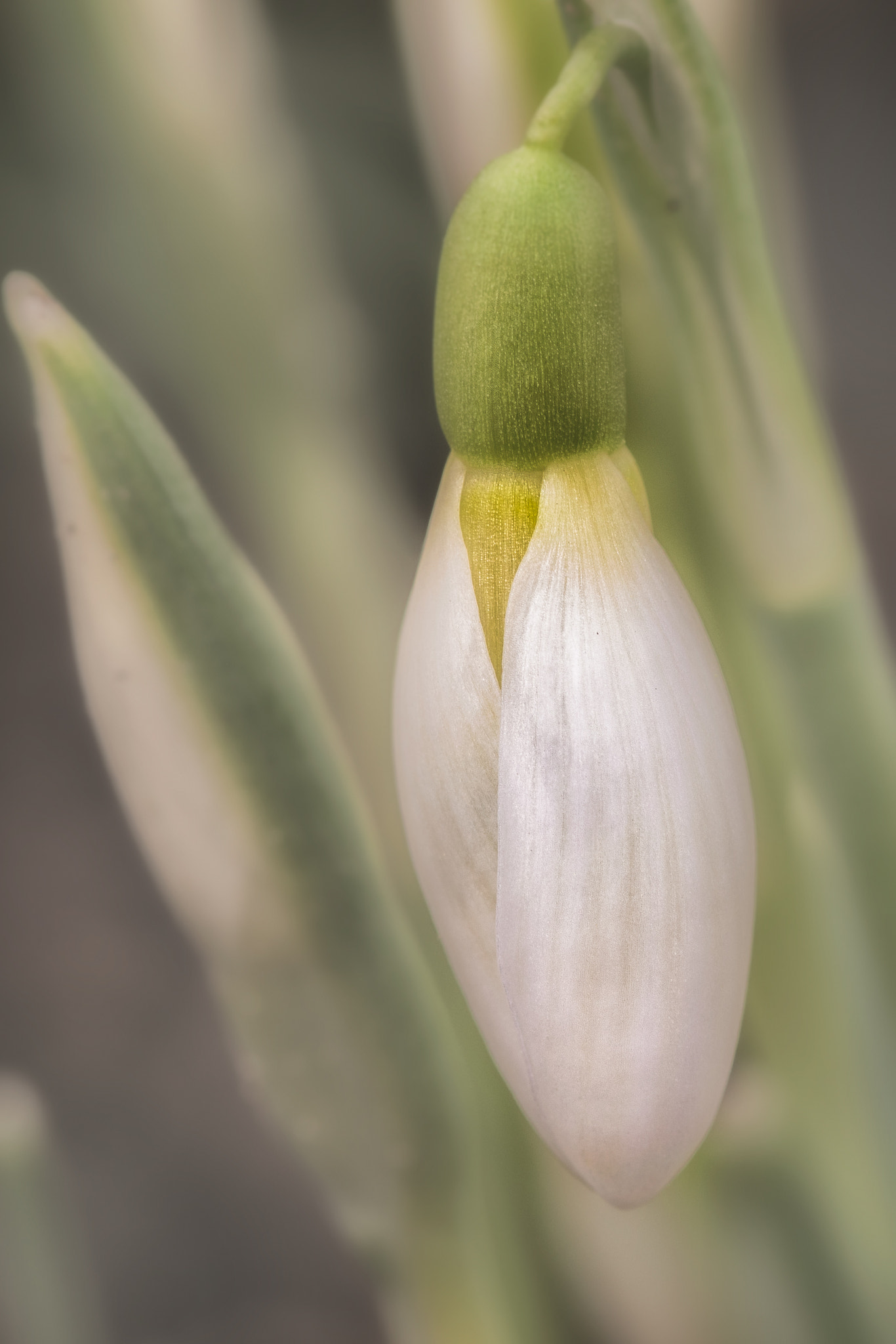 Sigma 105mm F2.8 EX DG OS HSM sample photo. Zartes geschöpf photography
