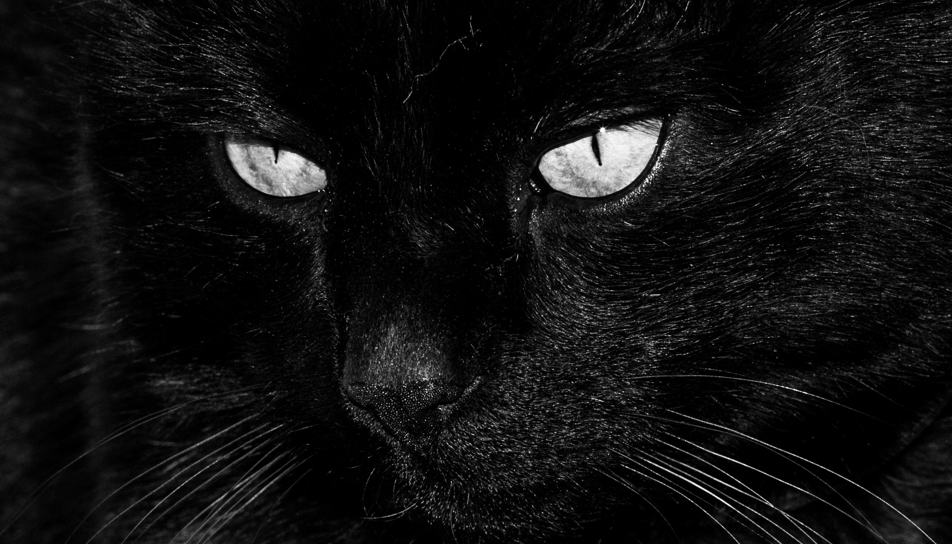 Nikon D200 sample photo. Dsc_black cat.jpg photography