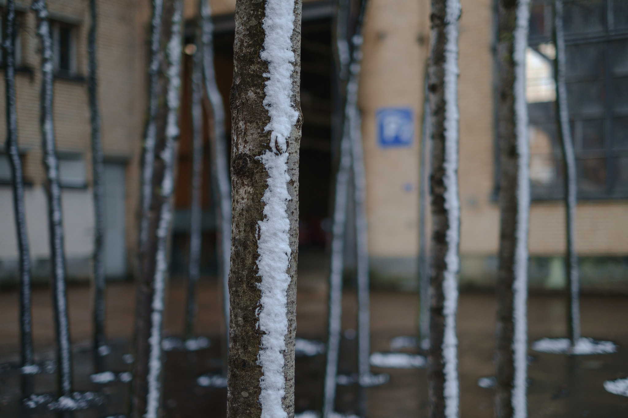 Fujifilm X-Pro1 + Fujifilm XF 35mm F1.4 R sample photo. Dark side of the tree photography