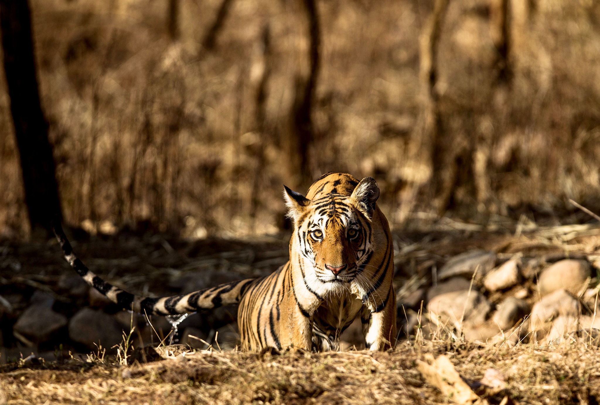 Canon EF 300mm F2.8L IS USM sample photo. Tigers of central india @ eos 1 dx 300 2.8 lens . photography