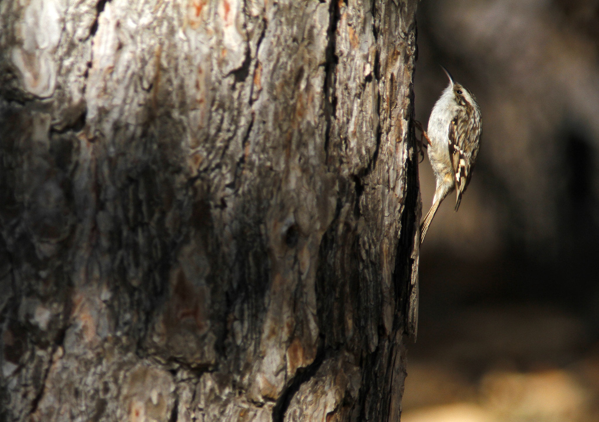 Canon EF 300mm f/4L + 1.4x sample photo. Short-toed treecreeper photography