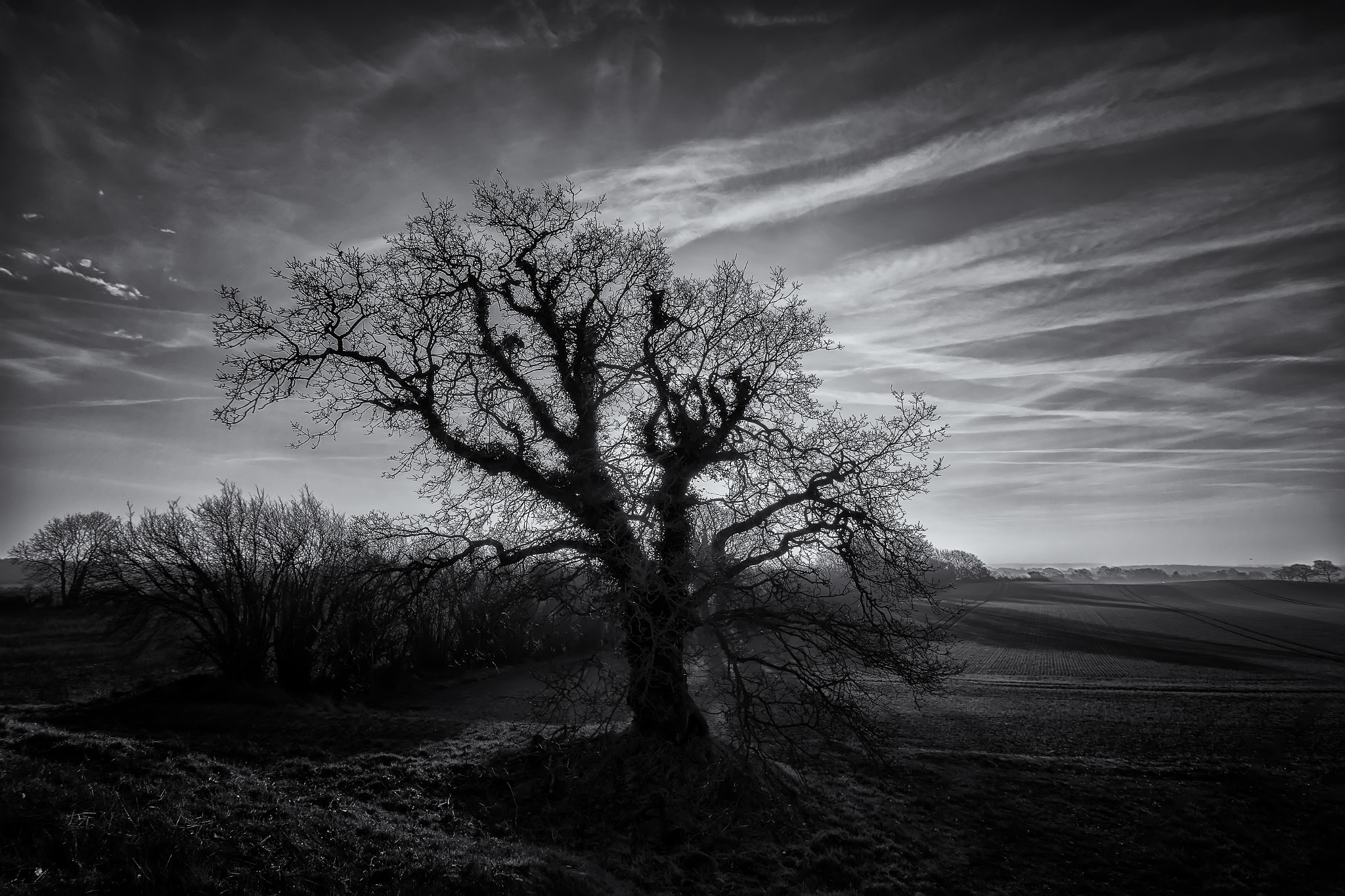 Canon EOS 7D Mark II sample photo. The tree in the countryside b&w photography