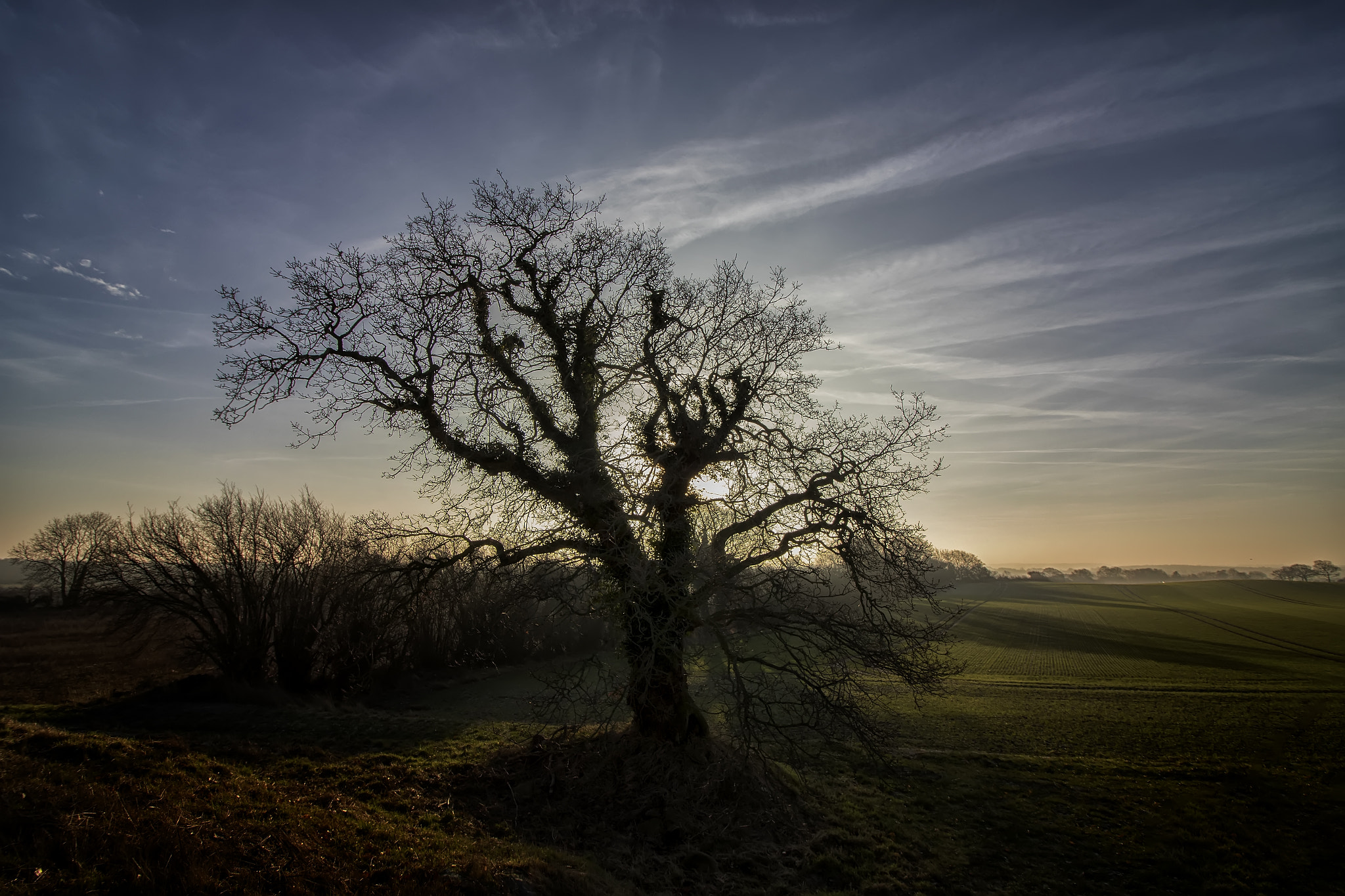 Canon EOS 7D Mark II sample photo. The tree in the countryside photography