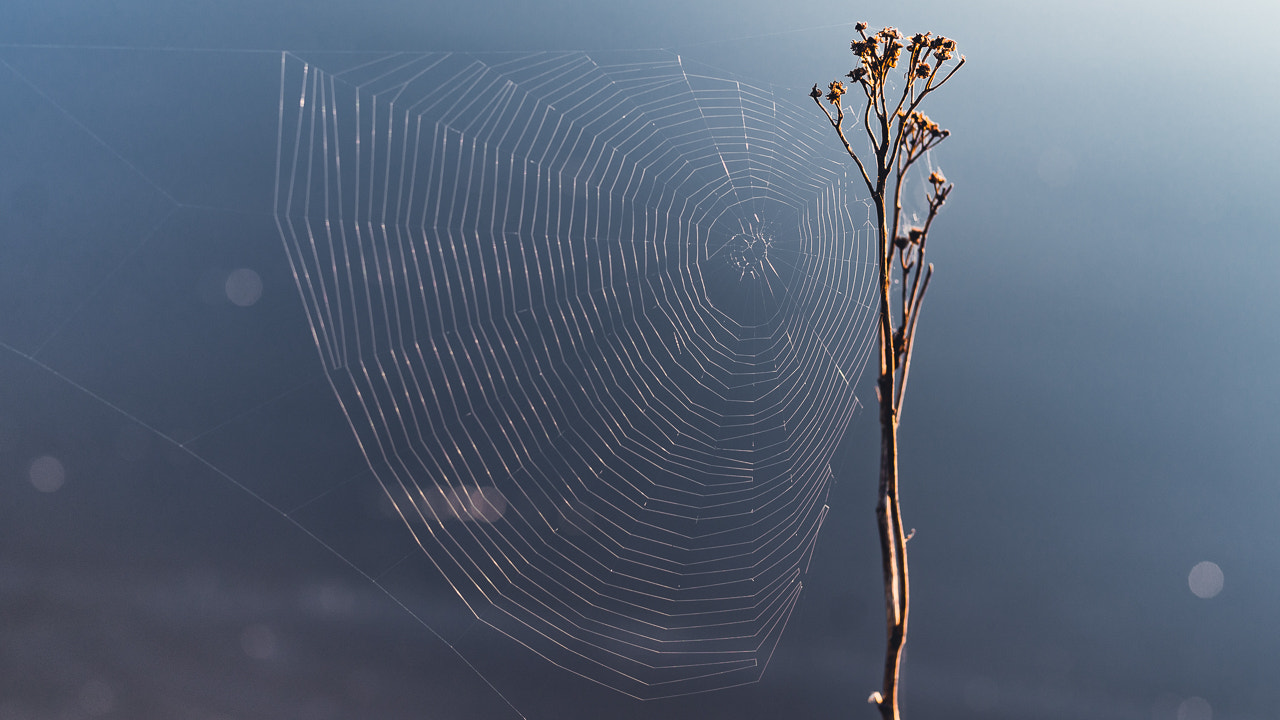 Sony a99 II sample photo. Nature photography