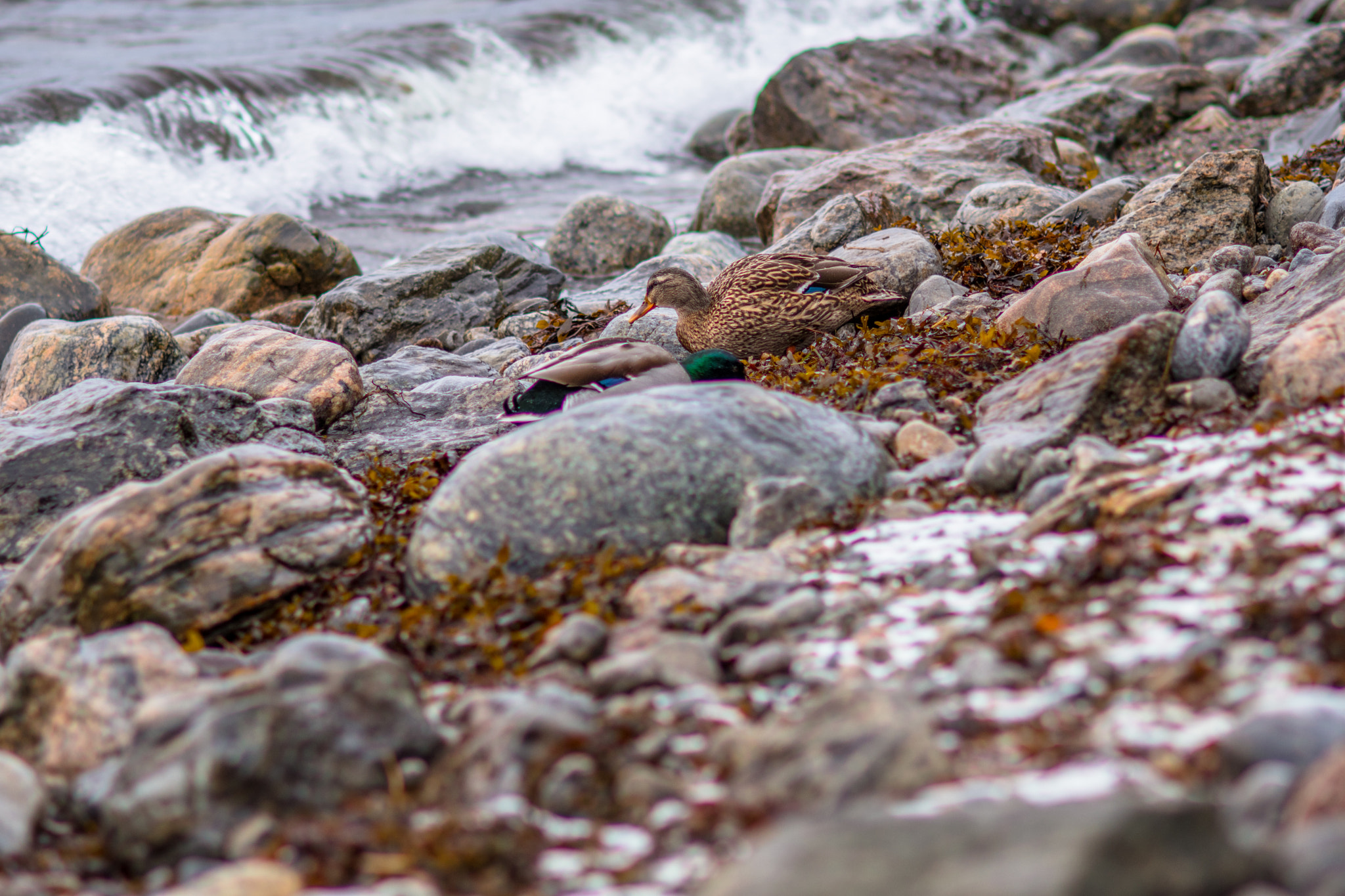 Nikon D500 + AF DC-Nikkor 135mm f/2D sample photo. 32973955342.jpg photography