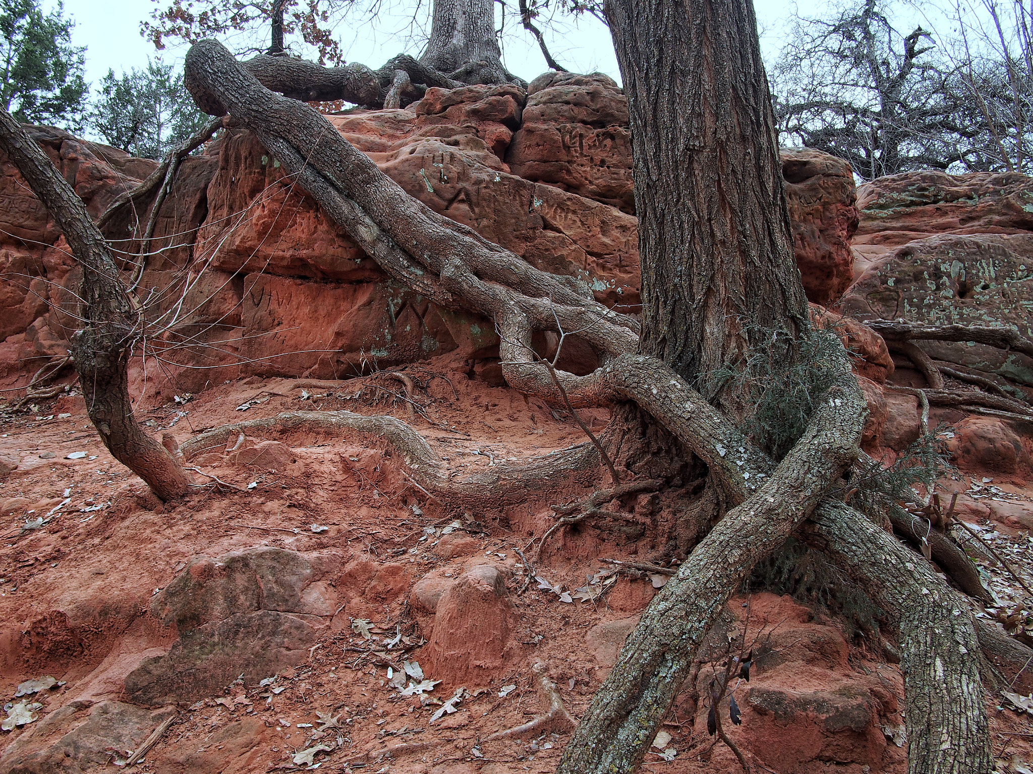 Panasonic Lumix G 14mm F2.5 ASPH sample photo. Tree love photography