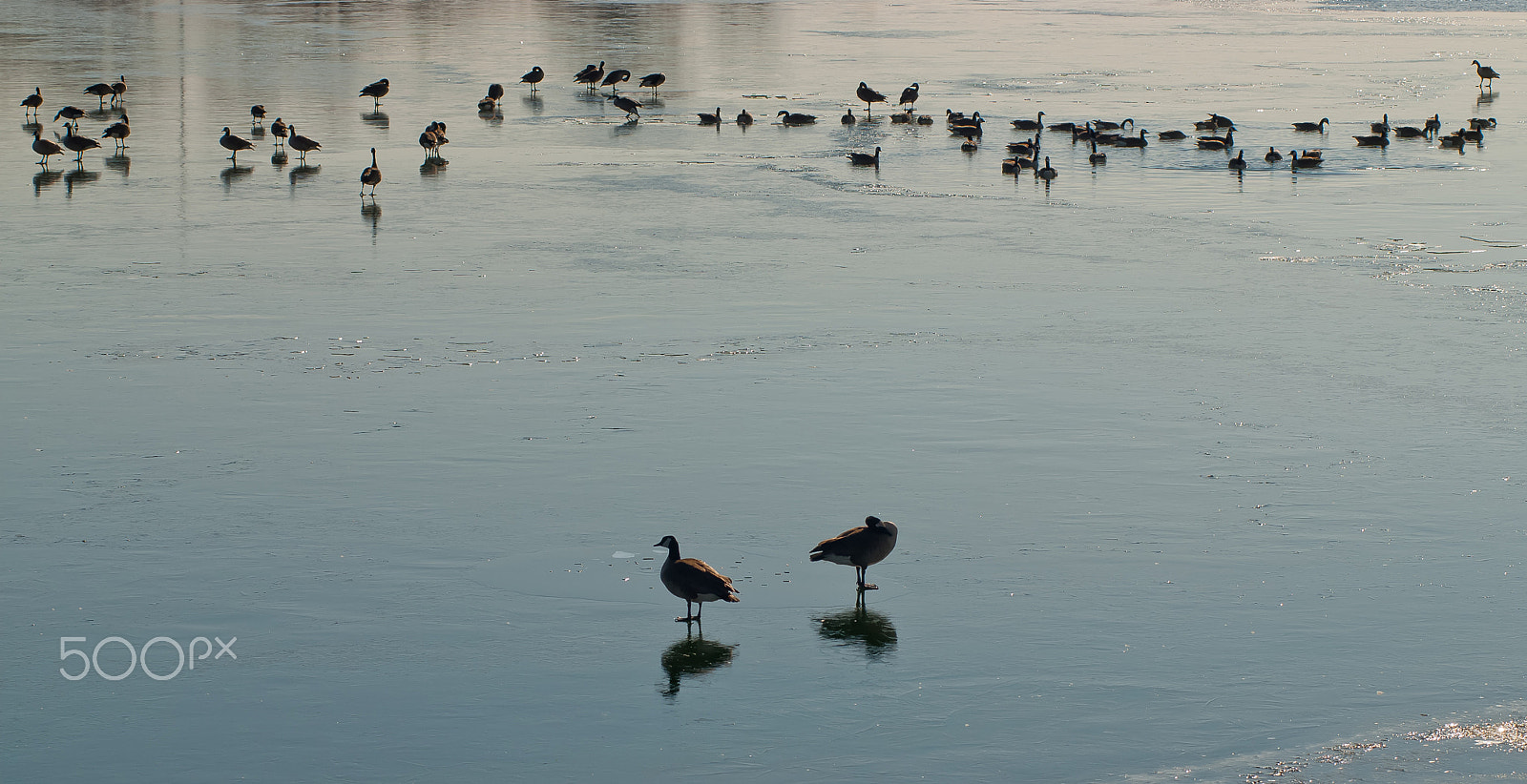 Nikon D200 sample photo. Group of geese photography
