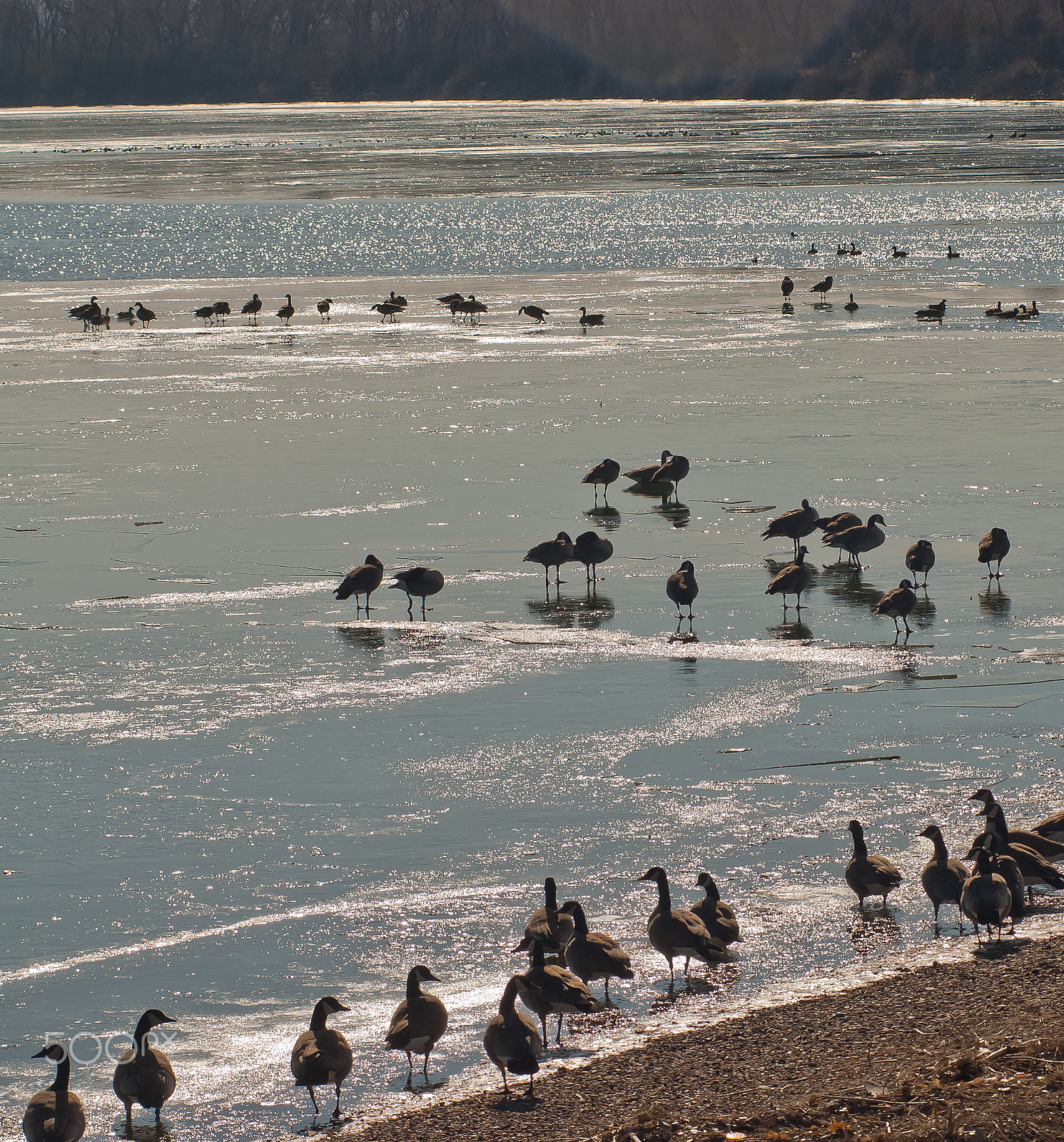 AF Zoom-Nikkor 80-200mm f/2.8 ED sample photo. Frozen habitat photography