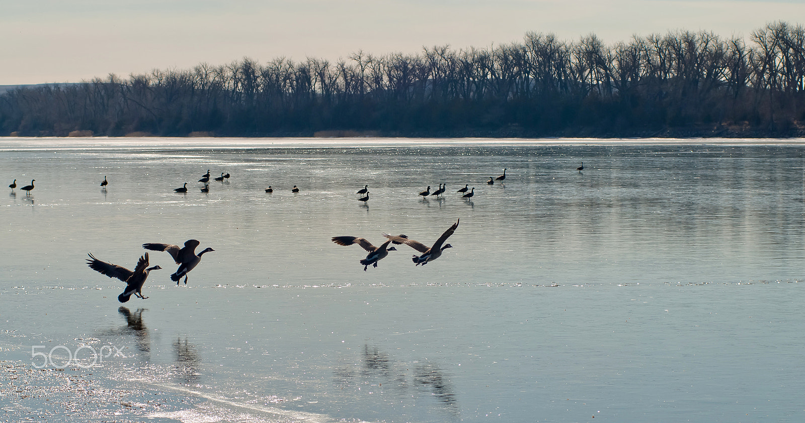 AF Zoom-Nikkor 80-200mm f/2.8 ED sample photo. Mo river geese photography